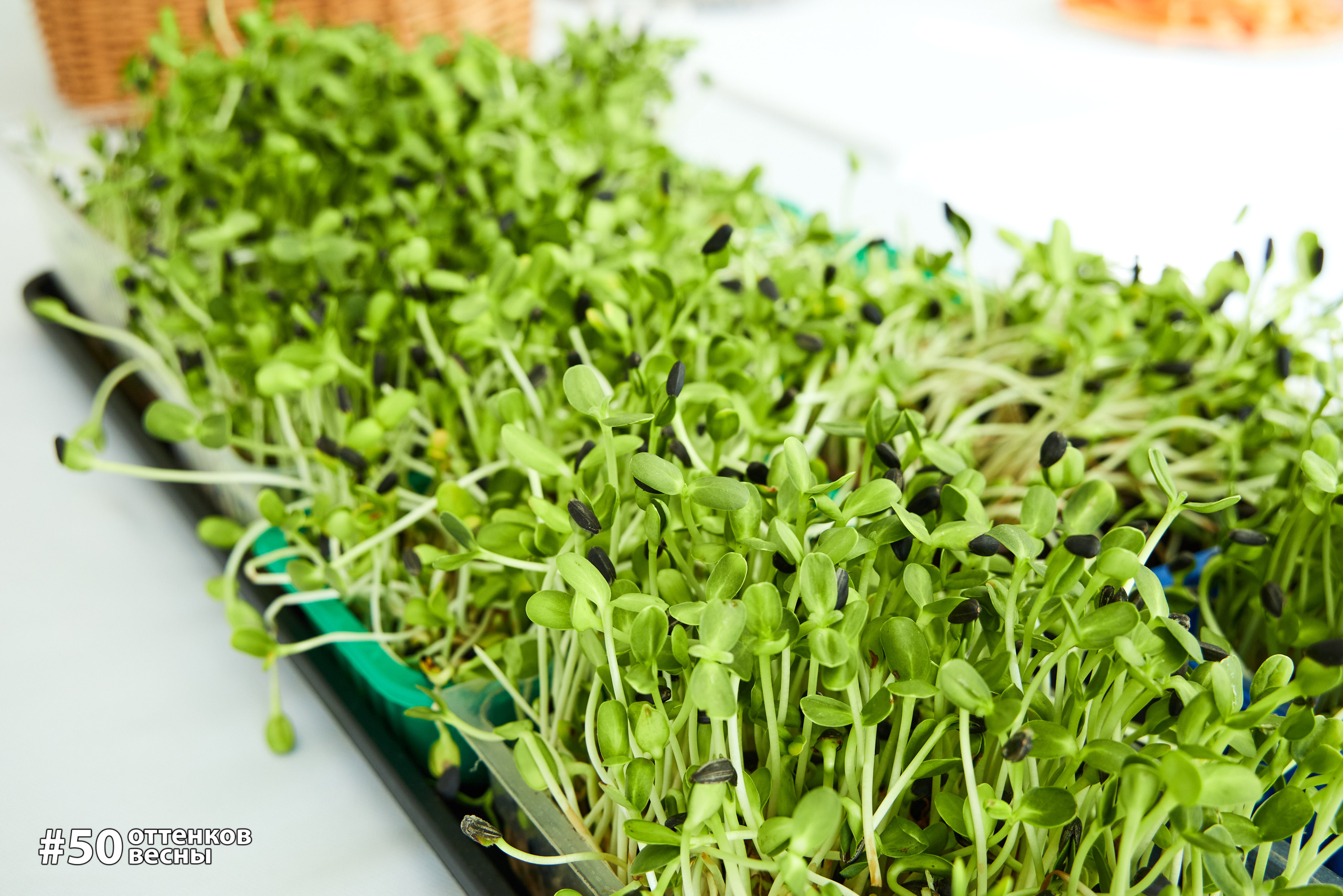 Фестиваль Трансформационных игр в Кирове. Фотограф Алексей Яковлев