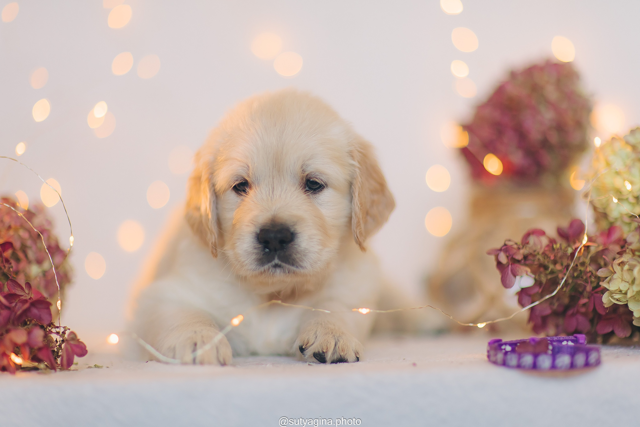 Фиолетовая лента. Свадебный и женский фотограф