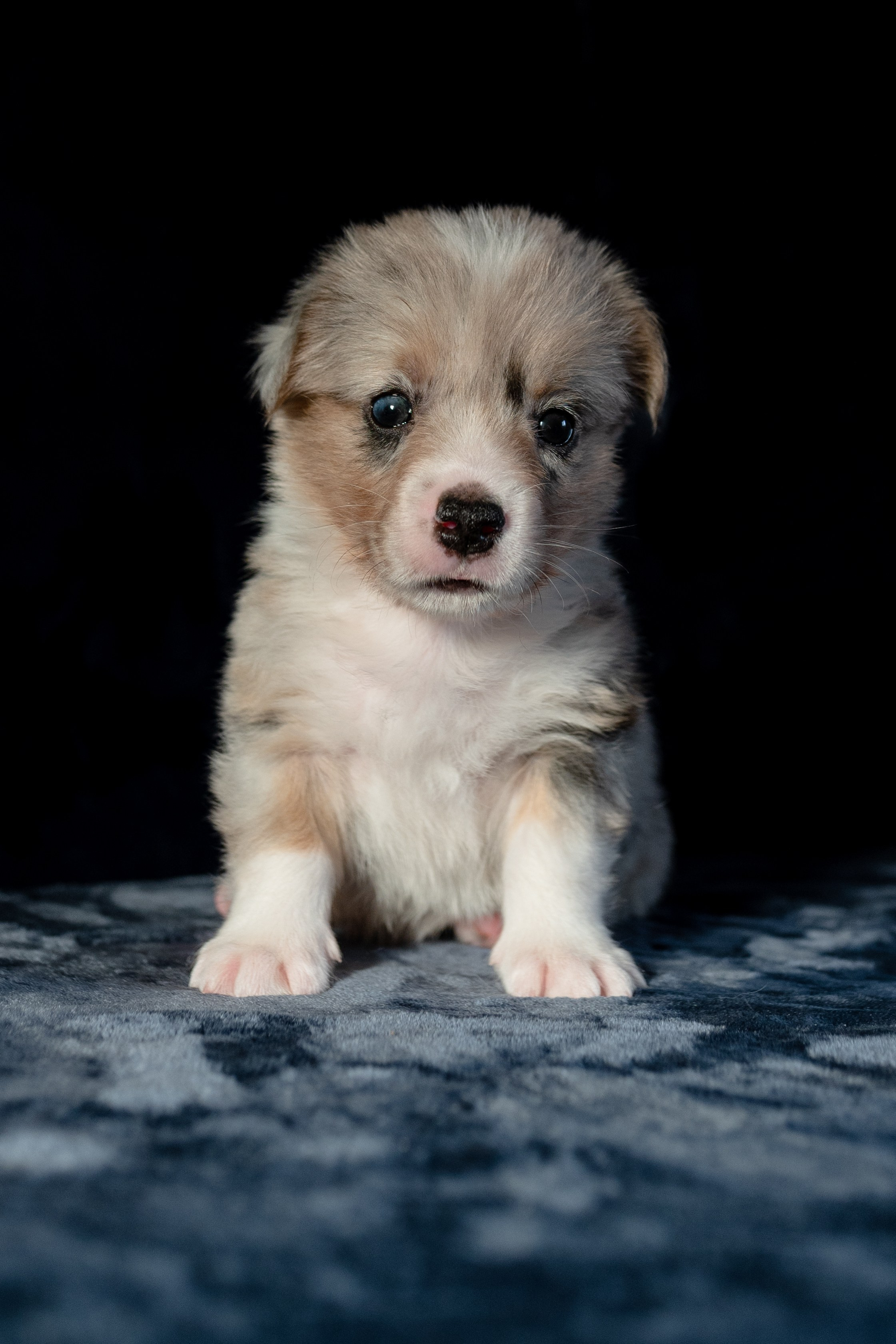 Вельш-корги-пемброк. Фотограф анималист в Москве Ольга Агушева