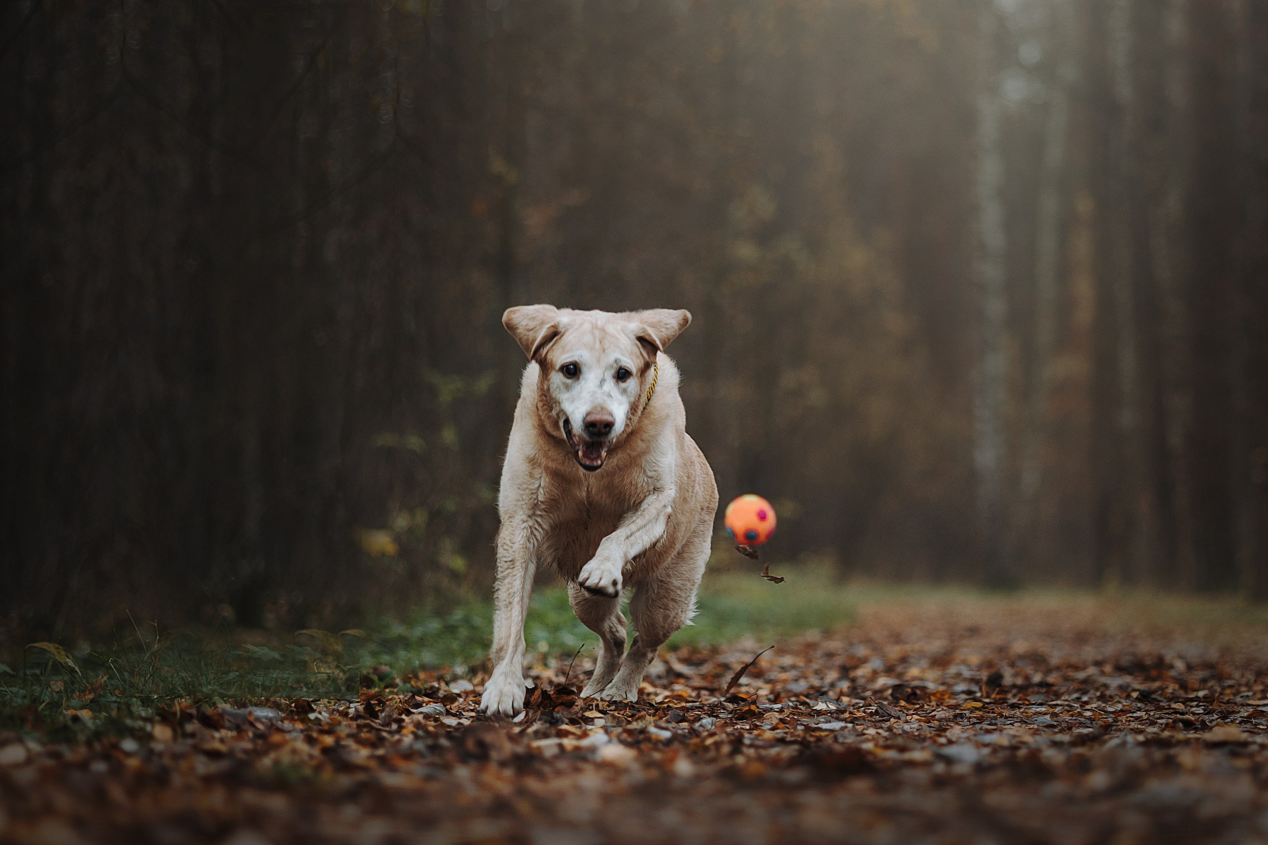 Оксана и Барон. Фотограф — Анималист | Санкт-Петербург