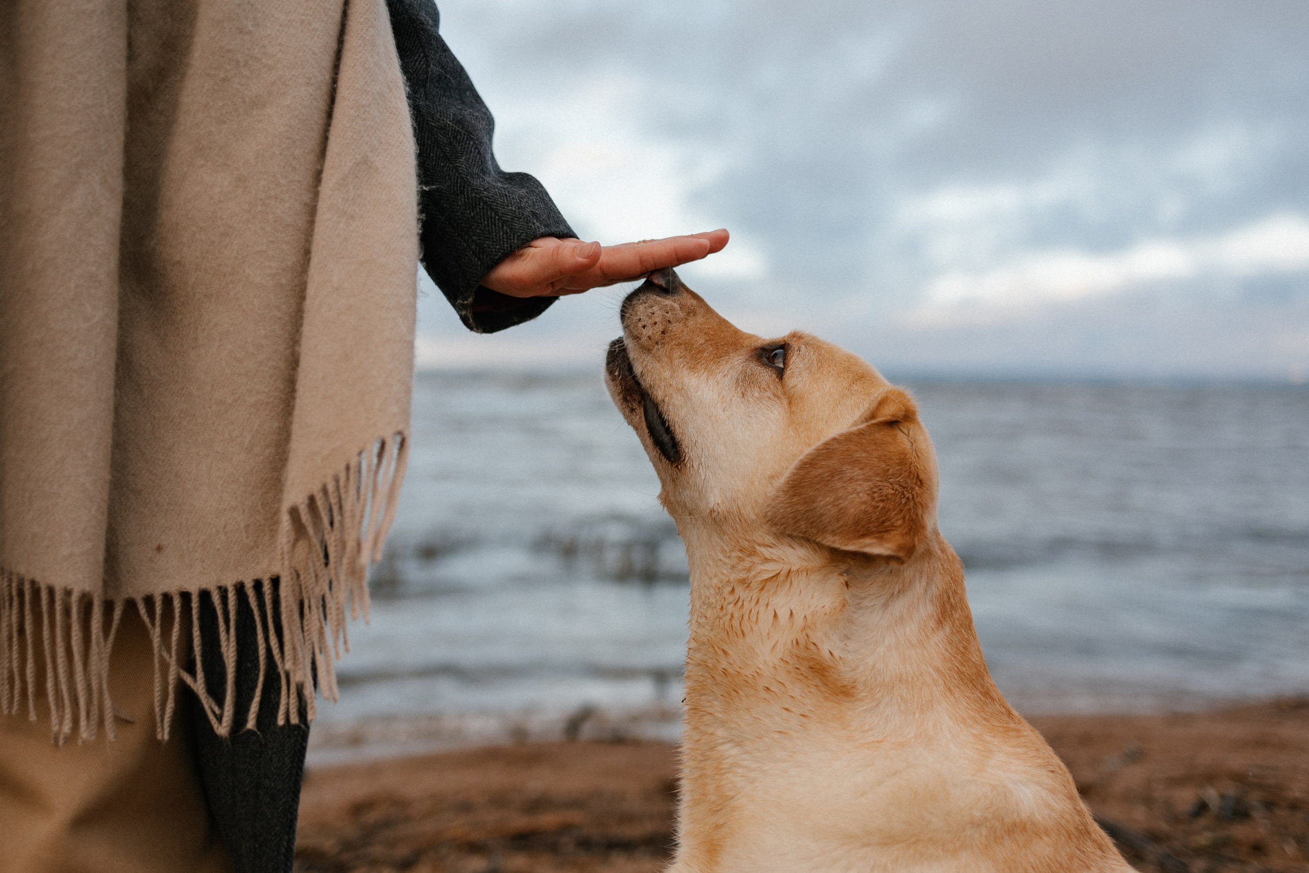 Ирина и Бася. Фотограф — Анималист | Санкт-Петербург