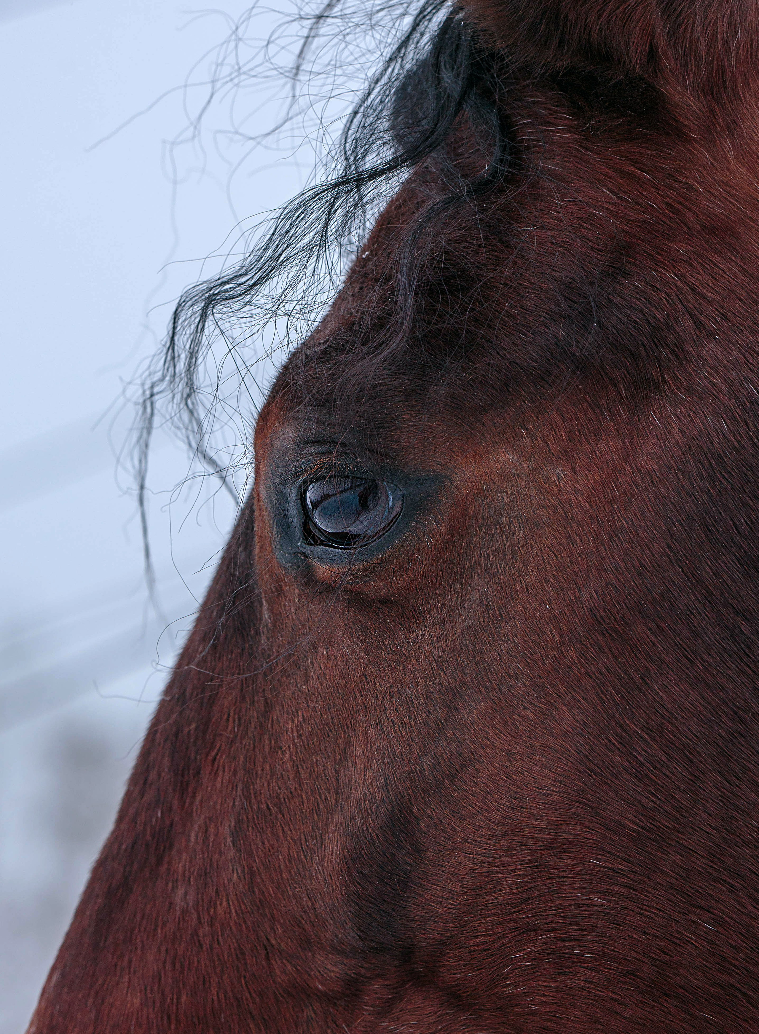 Лошади зимой. Конный фотограф в Красноярске — Любовь Похабова