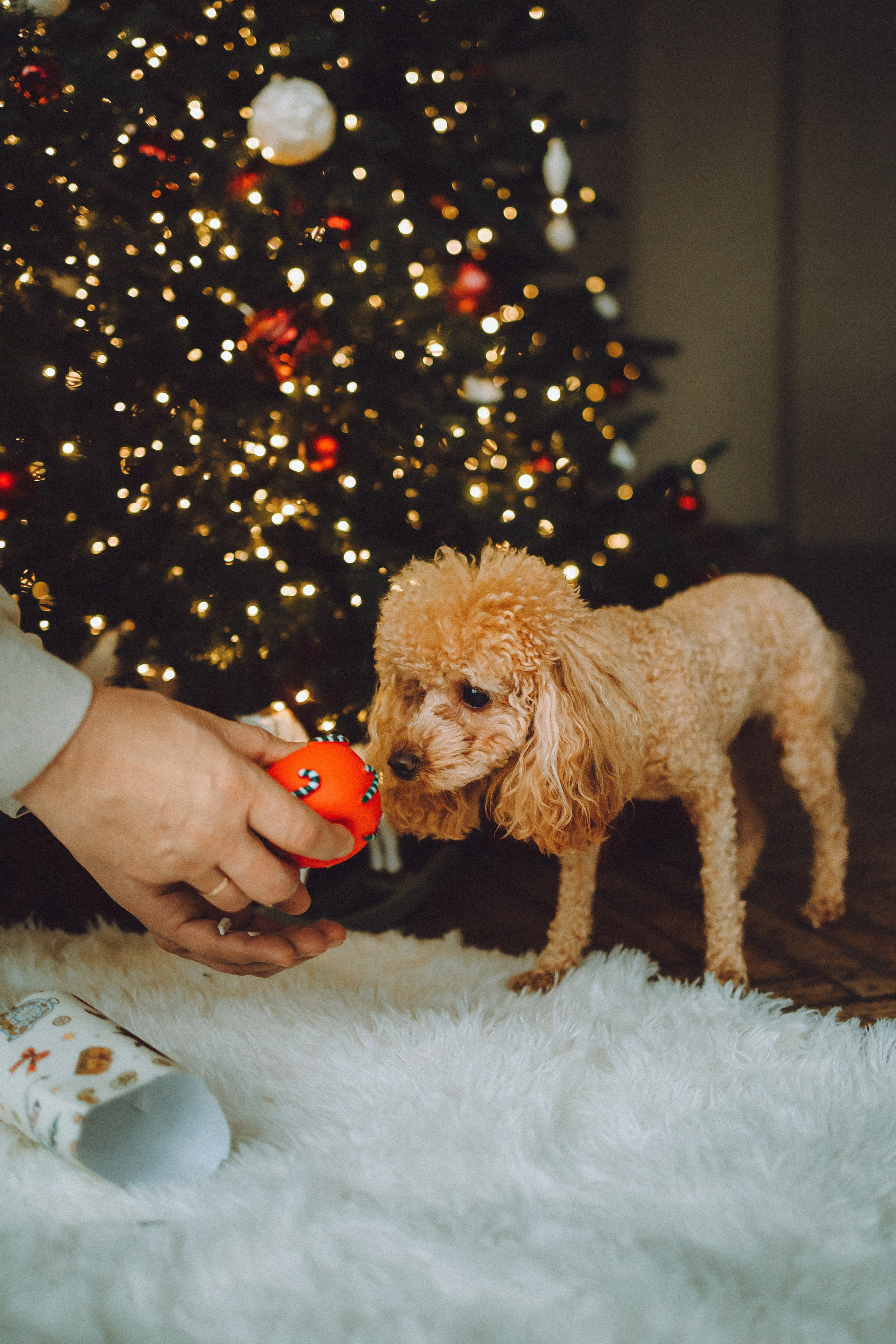 Джули, Шелли и их семья