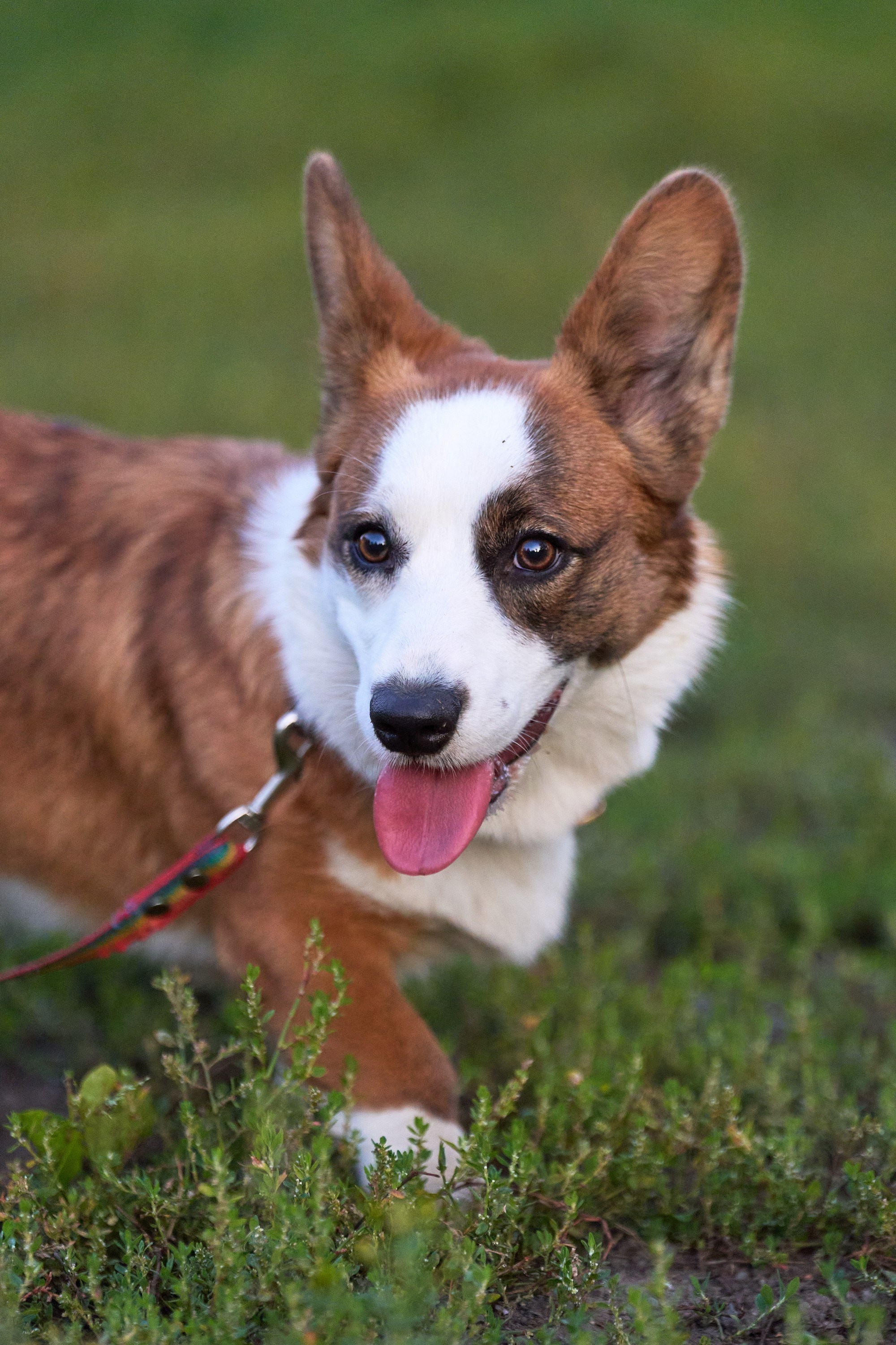 Съемка собак. Фотограф в Екатеринбурге Анастасия Фе