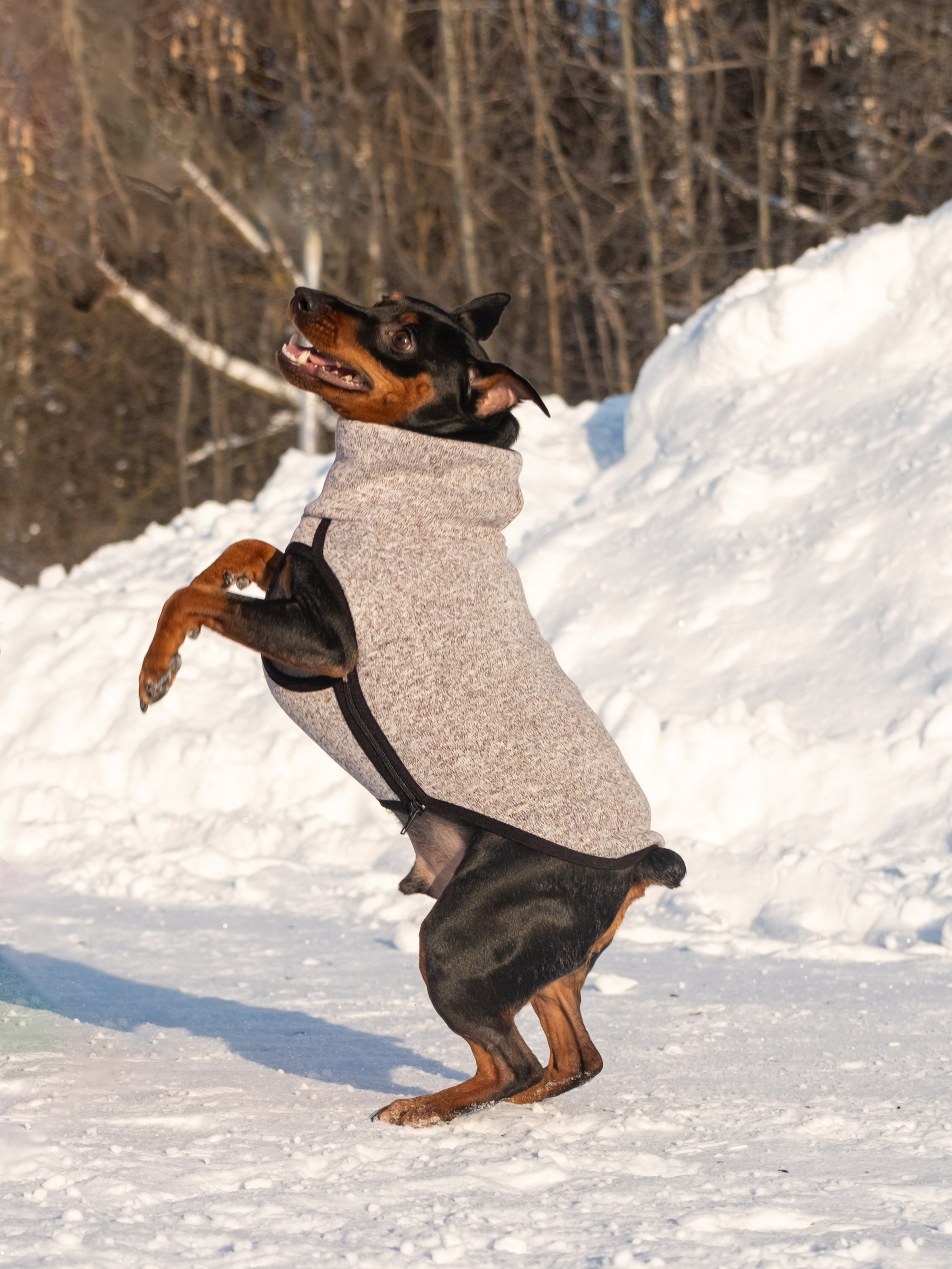 Одежда для собак. Заказчик — Екатерина!. Зоофотограф, фотограф животных в Москве и области Дина Дамоцева