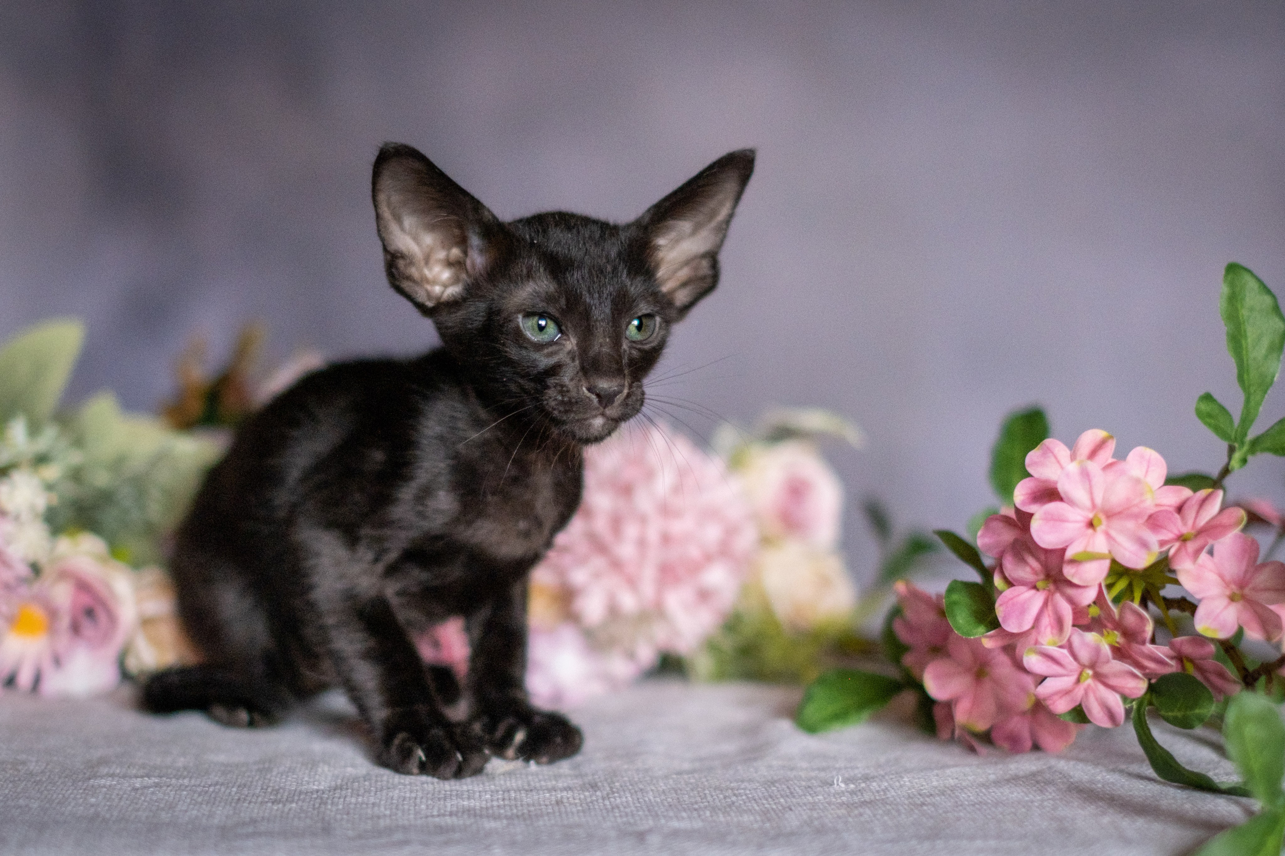 Веселая компания для Аллы) французы флаффи, пудели, ориенталы. Зоофотограф, фотограф животных в Москве и области Дина Дамоцева