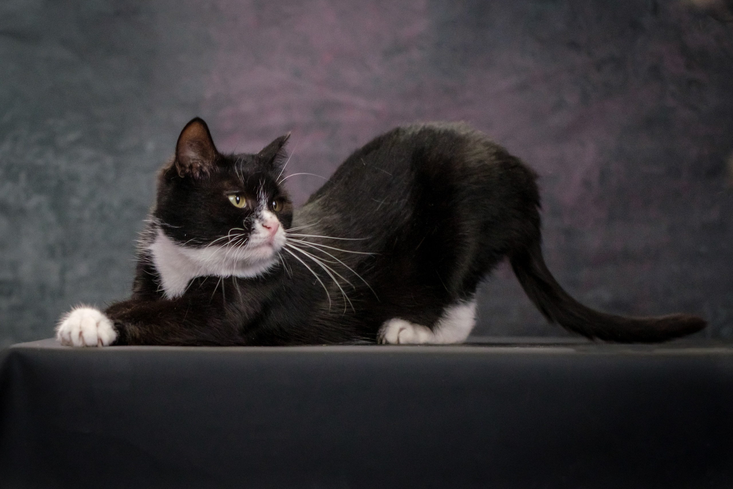 Котики Мурмурии). Зоофотограф, фотограф животных в Москве и области Дина Дамоцева