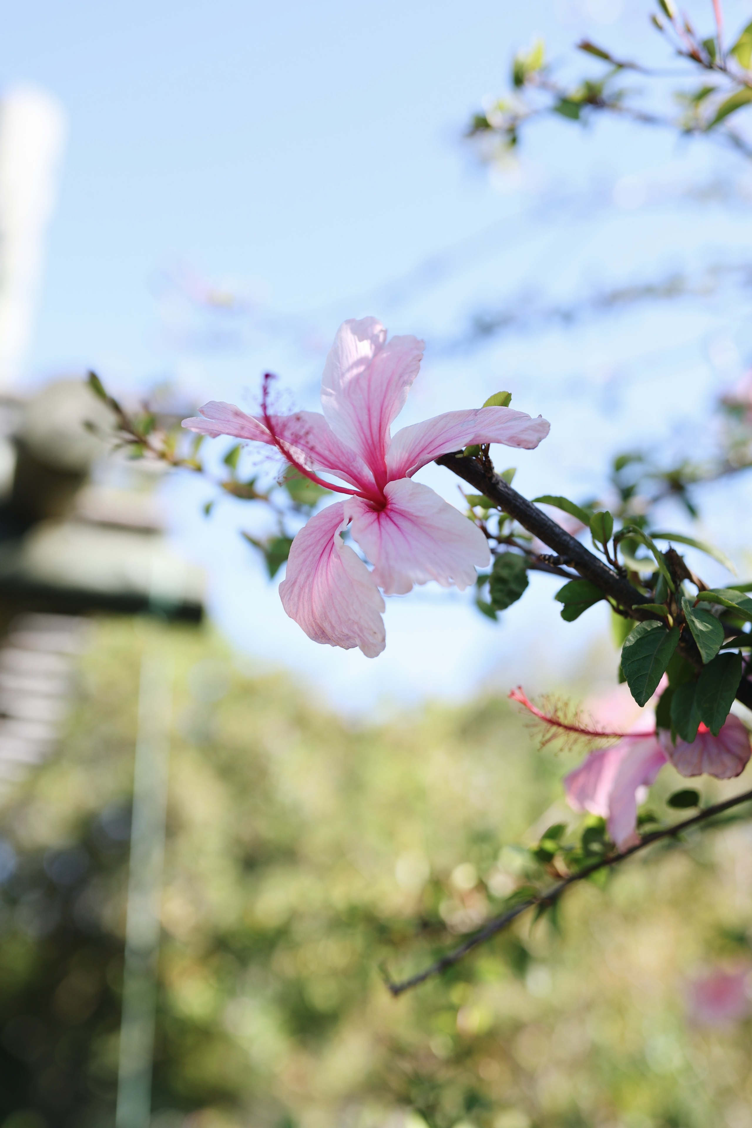 Stellenbosch • Wedgeview Country House & Spa. Ekaterina Buneeva Photography