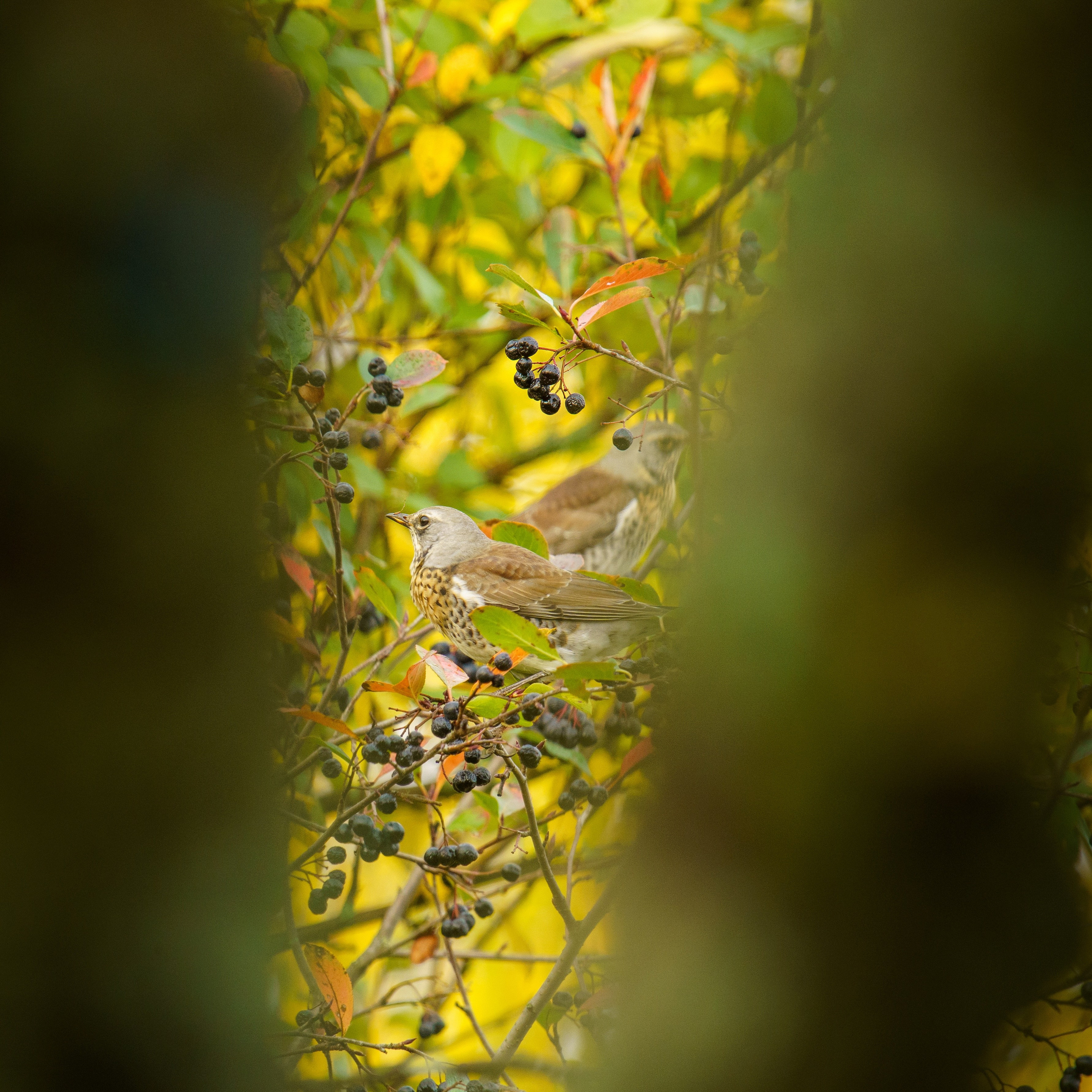 Animals — Животные