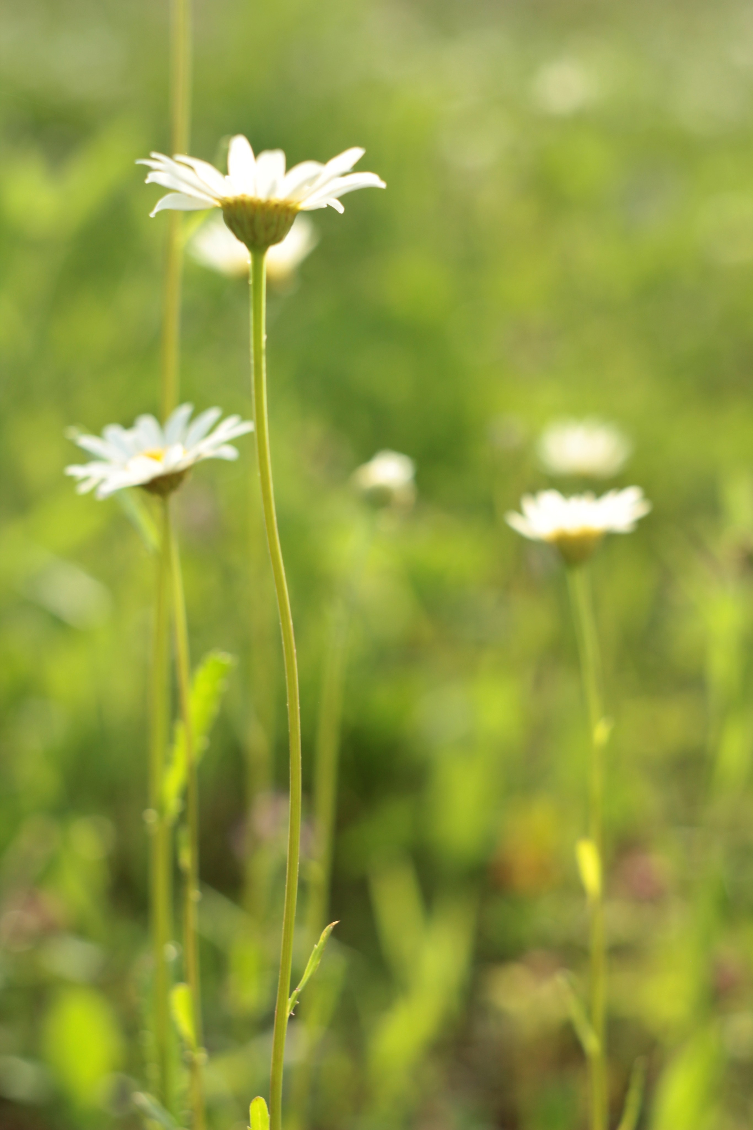 Вне студии. Фотограф Светлана Заплатина