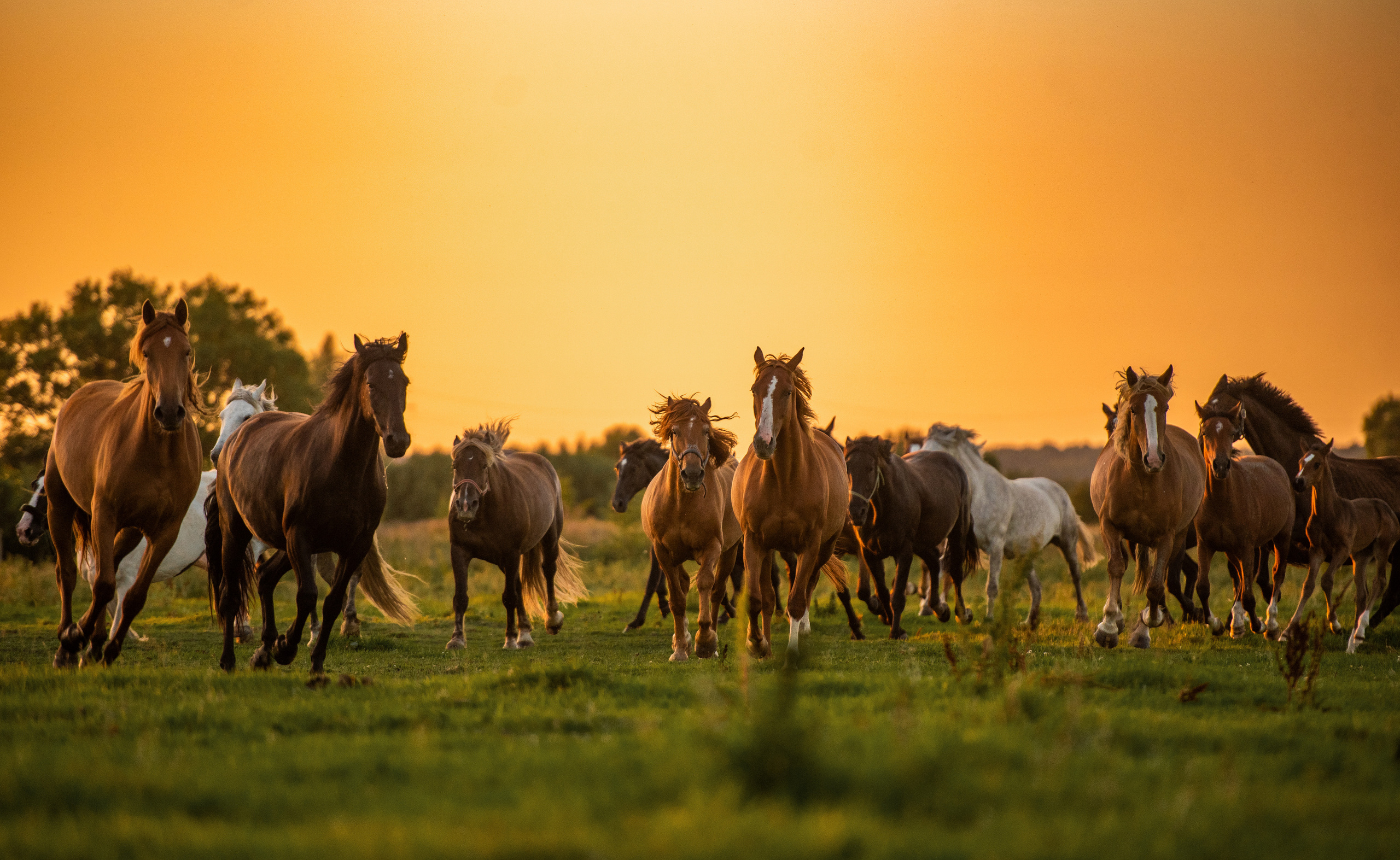 Фотосъемка лошадей. Фотограф с лошадьми в Калининграде Татьяна Ларина