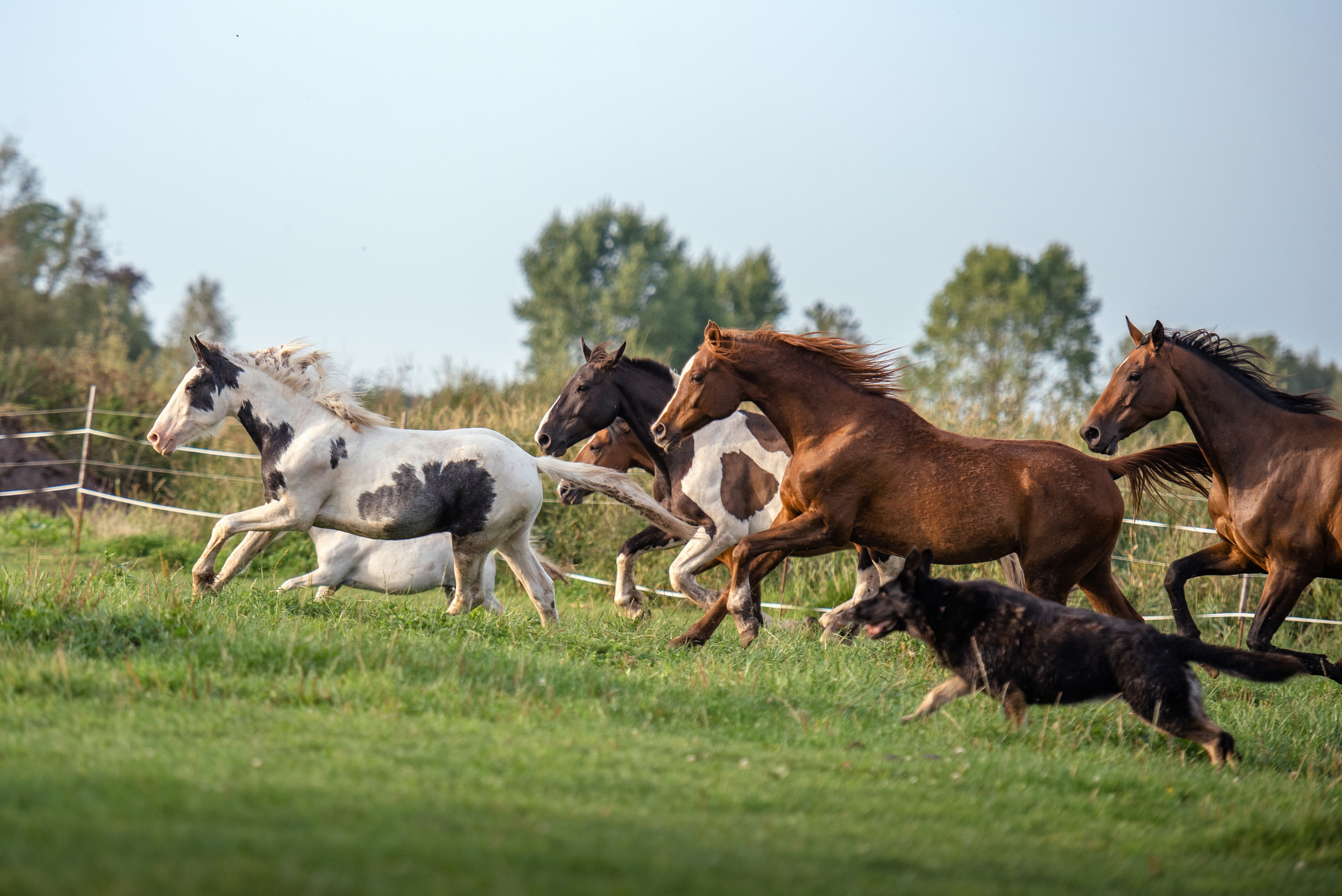 Фотосъемка лошадей. Фотограф с лошадьми в Калининграде Татьяна Ларина