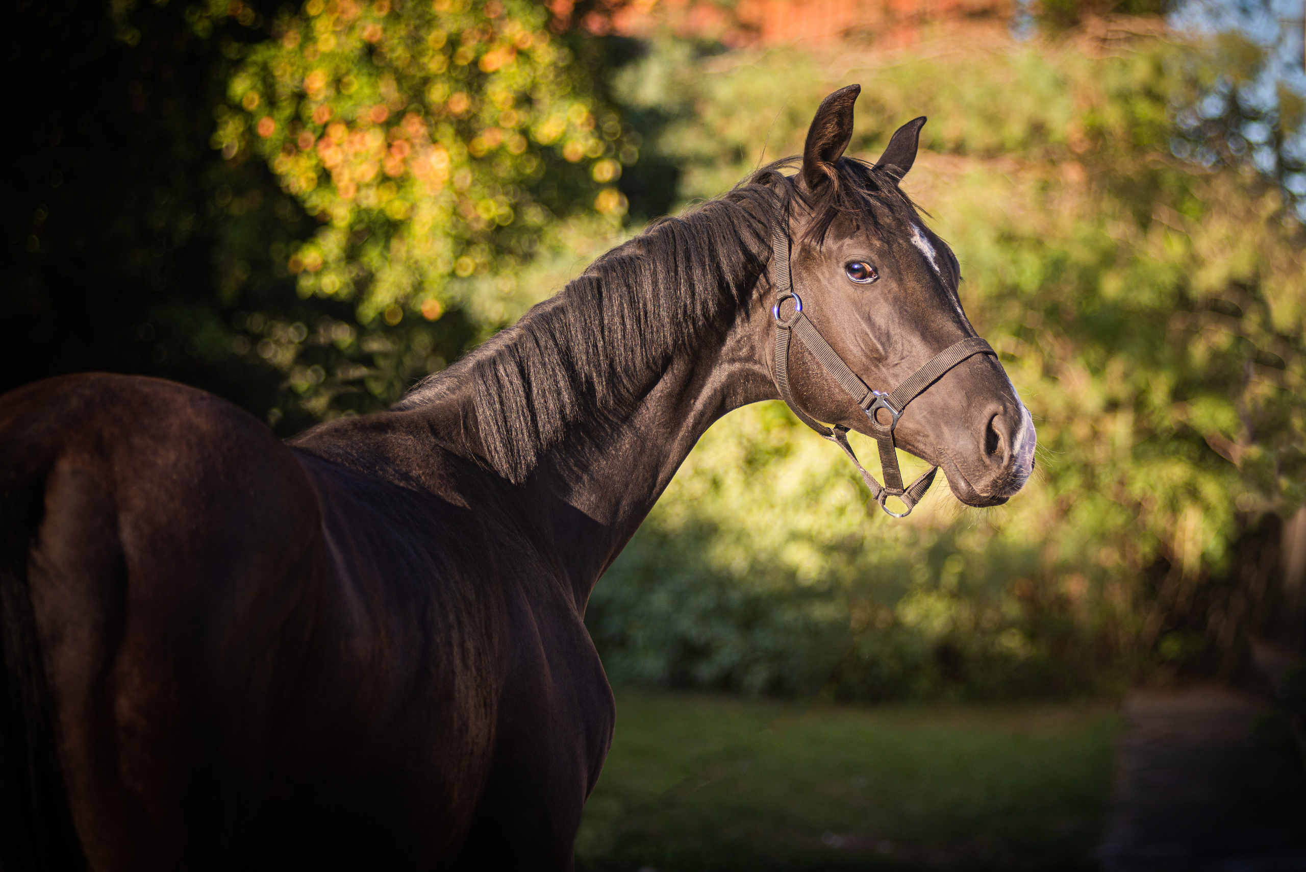 Фотосъемка лошадей. Фотограф с лошадьми в Калининграде Татьяна Ларина