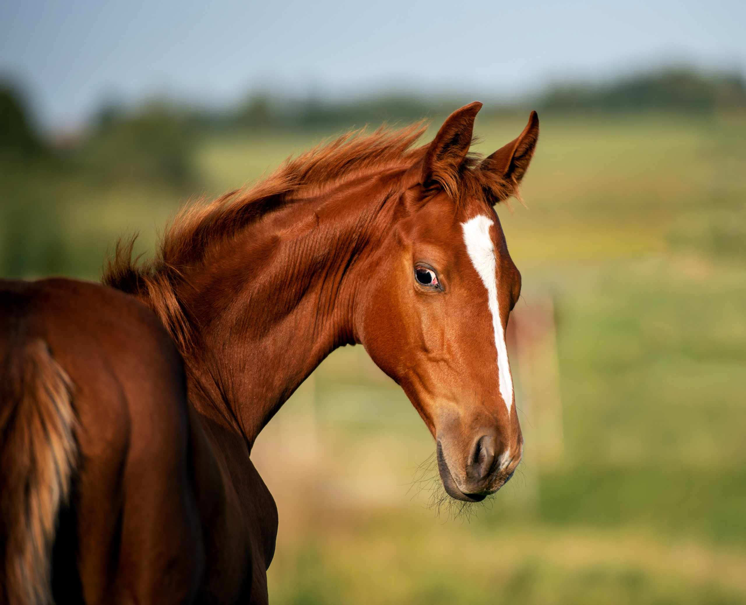 Фотосъемка лошадей. Фотограф с лошадьми в Калининграде Татьяна Ларина