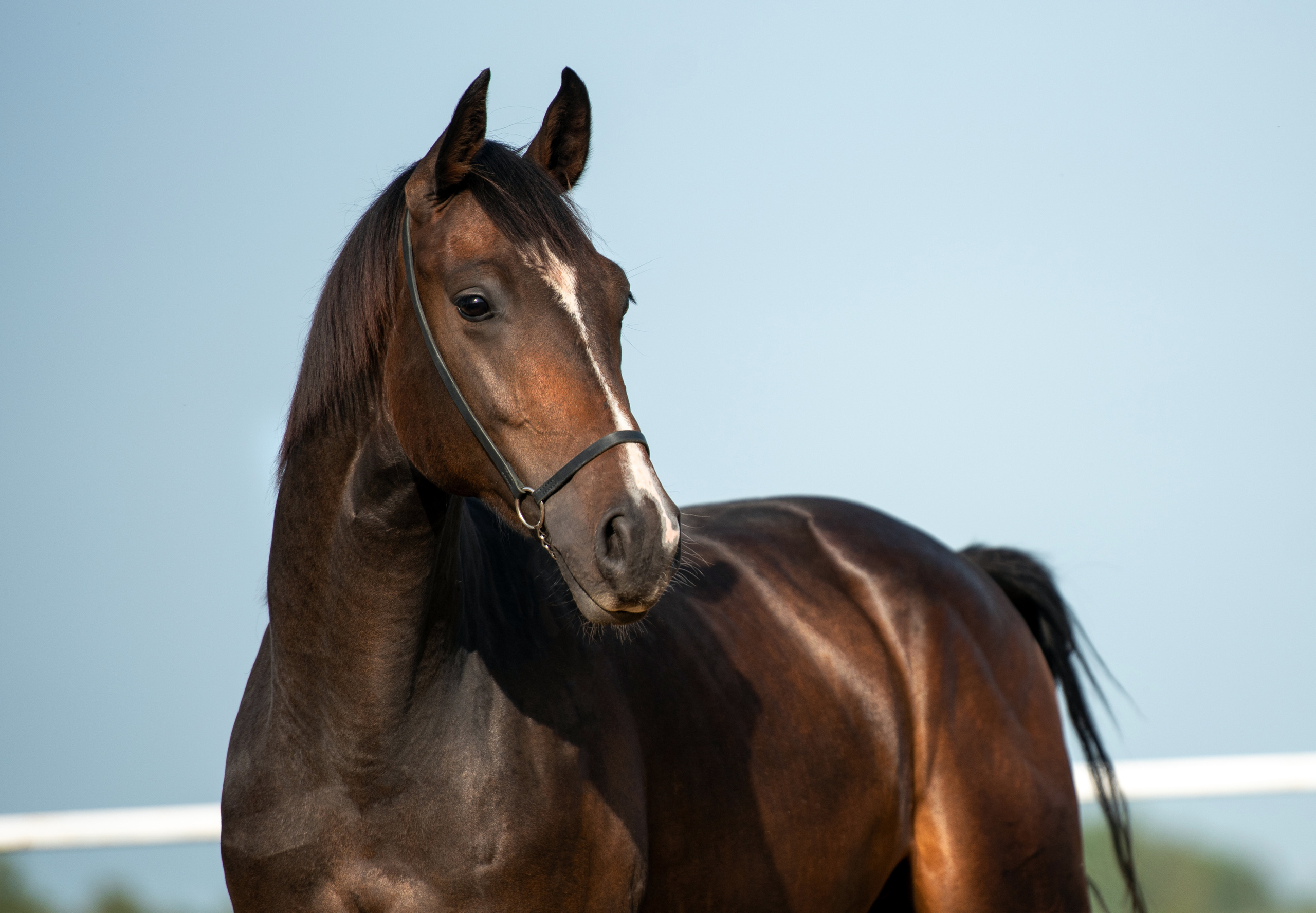 Фотосъемка лошадей. Фотограф с лошадьми в Калининграде Татьяна Ларина