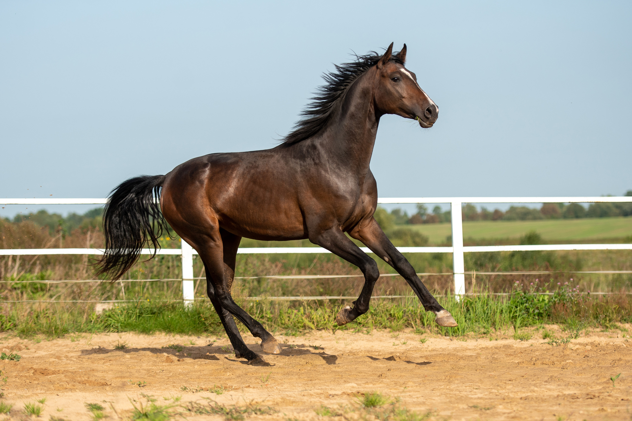 Фотосъемка лошадей. Фотограф с лошадьми в Калининграде Татьяна Ларина