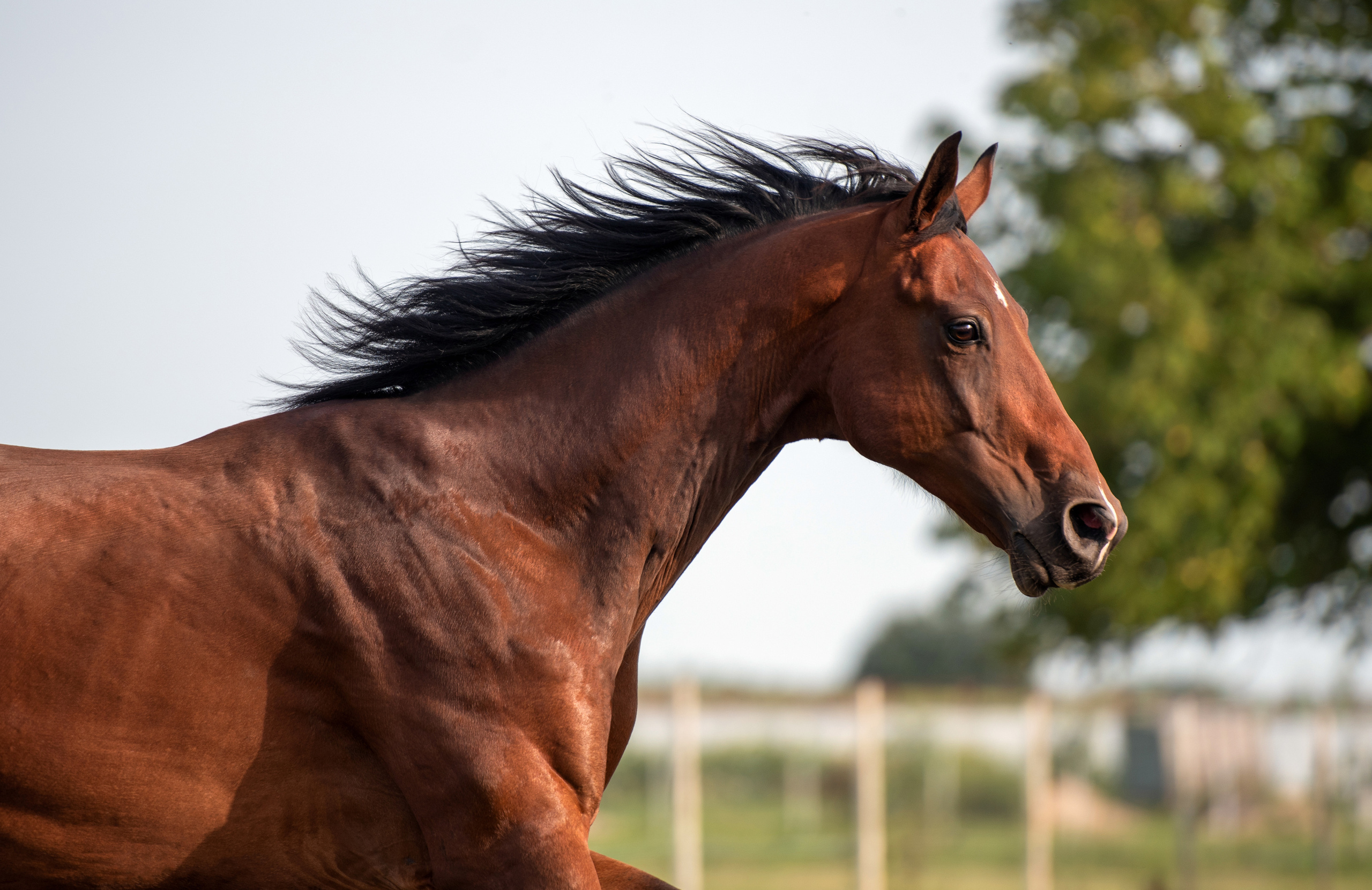 Фотосъемка лошадей. Фотограф с лошадьми в Калининграде Татьяна Ларина