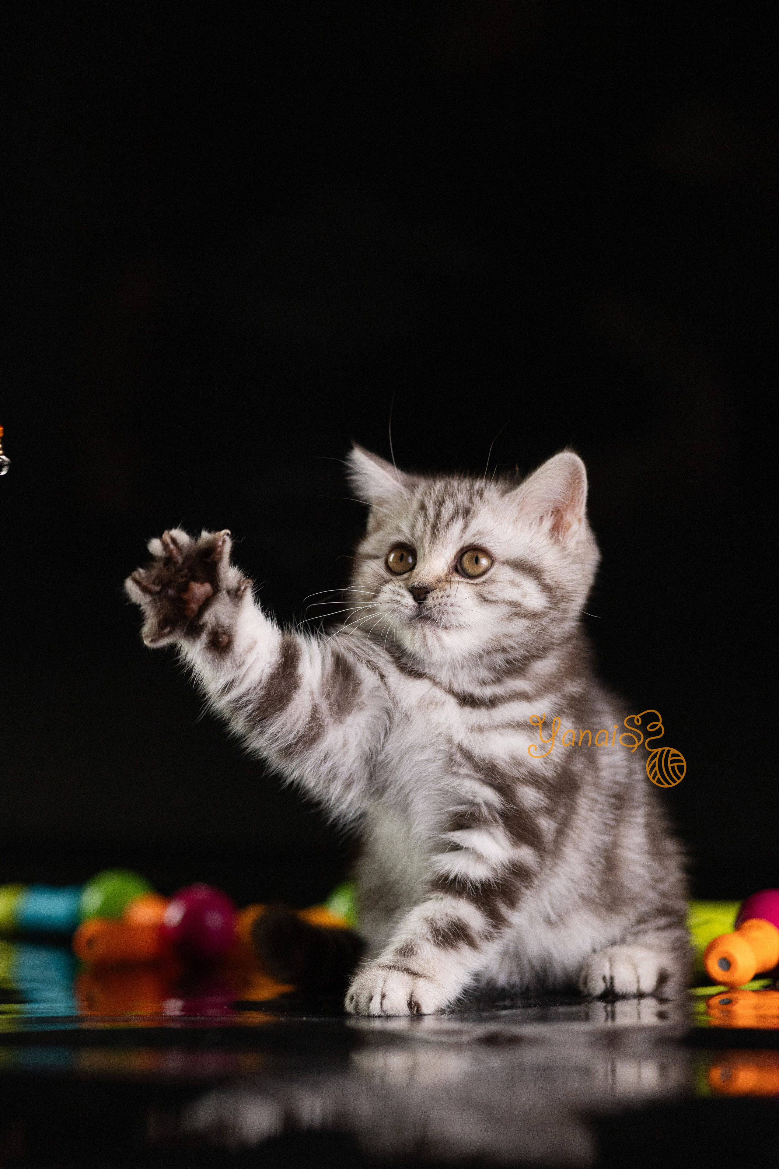 Котята. Фотограф Яна Матвеева в Ижевске