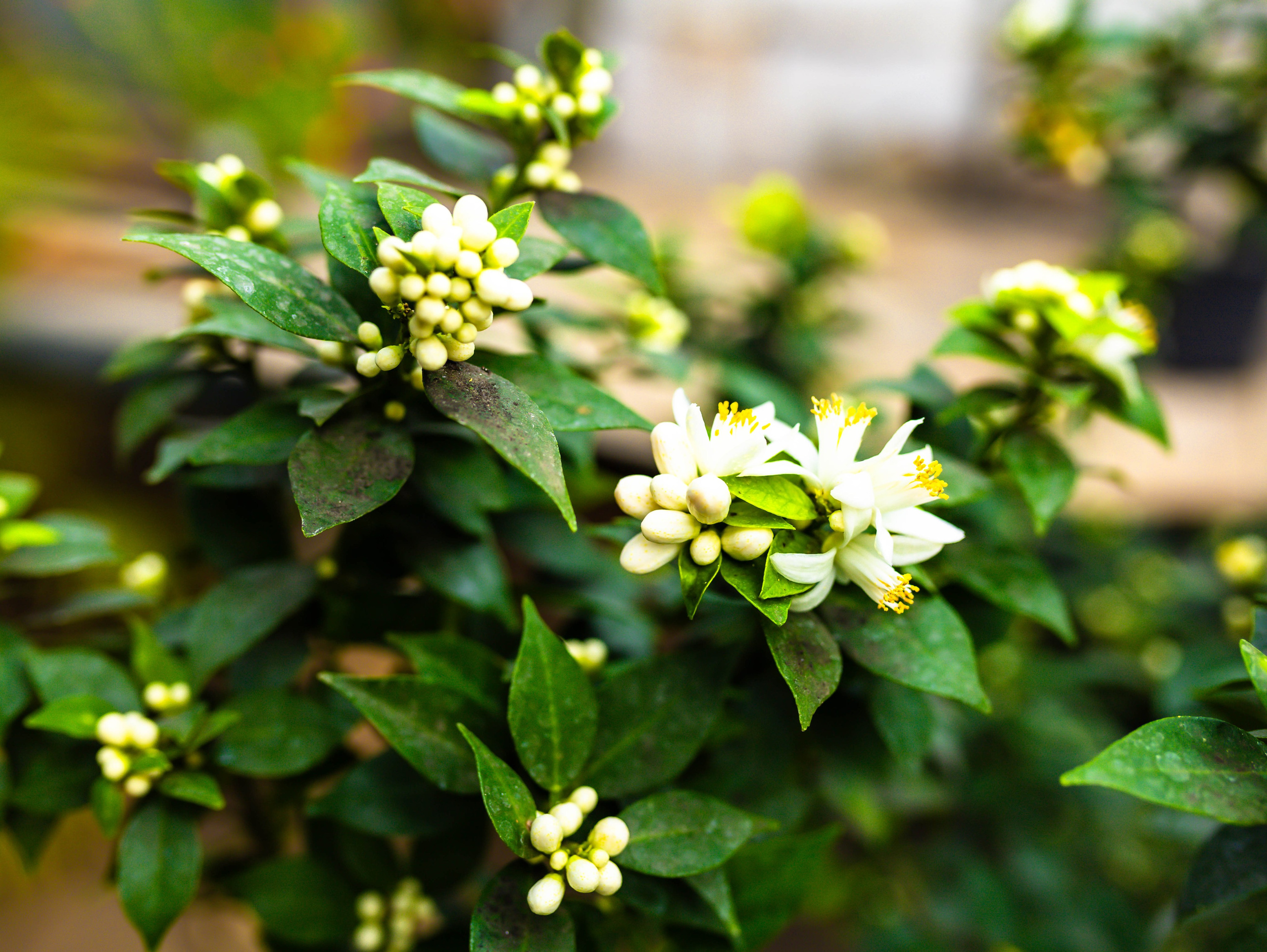 Фотографии природы Липецка. Свадебный и семейный фотограф Виолетта в Липецке