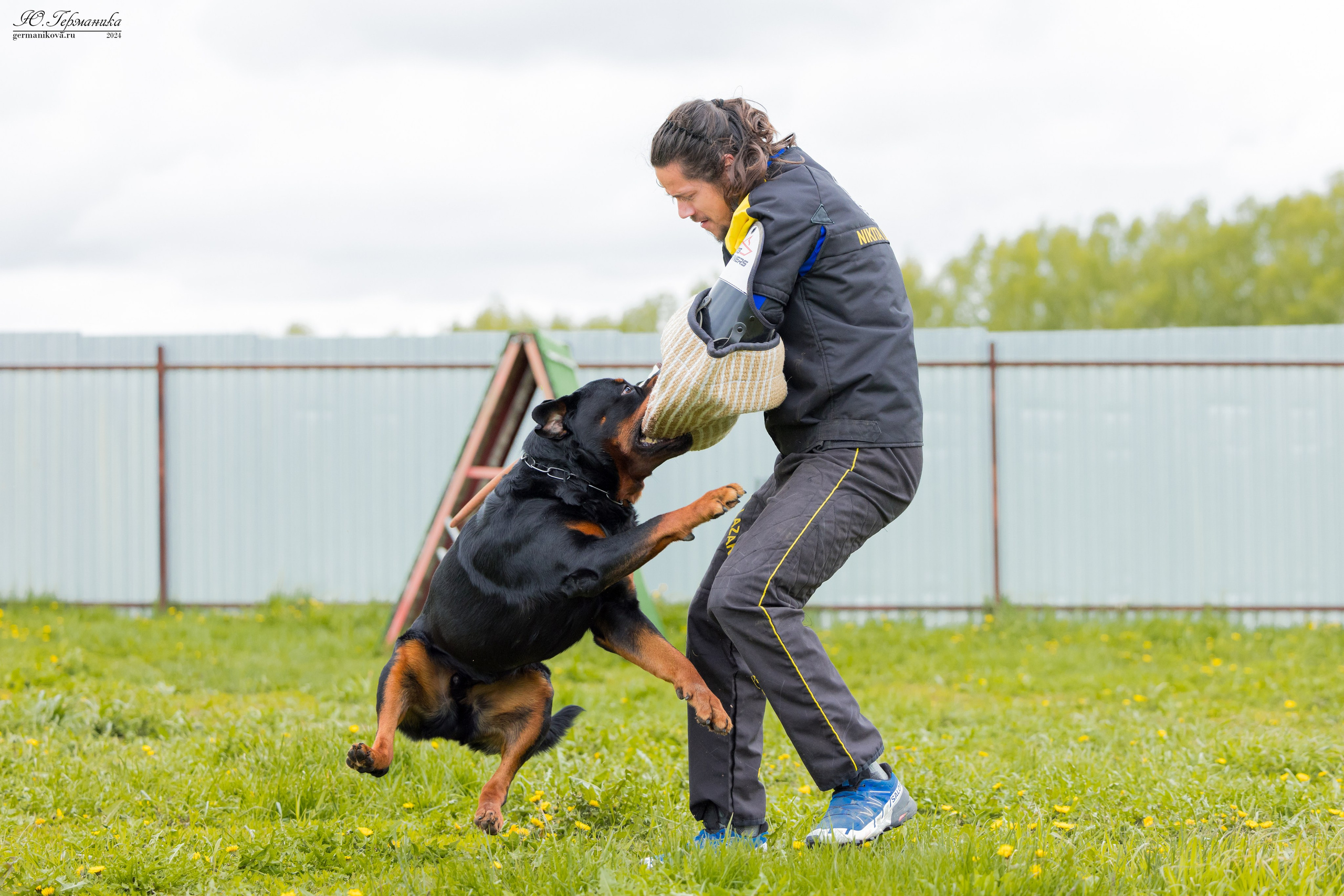 Нижний Новгород 11-12.05.2024 моно ротвейлеров. Фотограф-анималист Юлия Германика