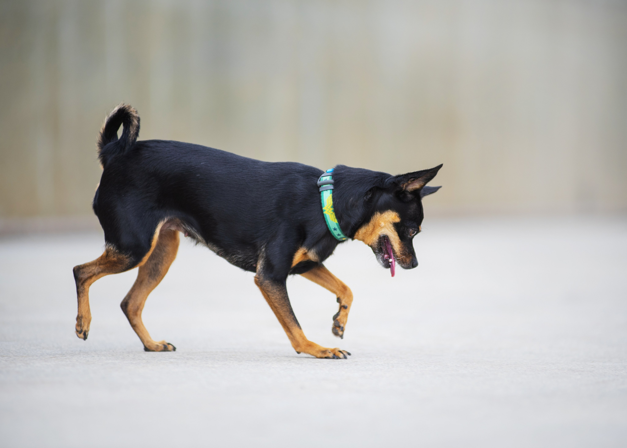 Мотя и краски холли. Дог-фотограф в Тюмени Александра Королева