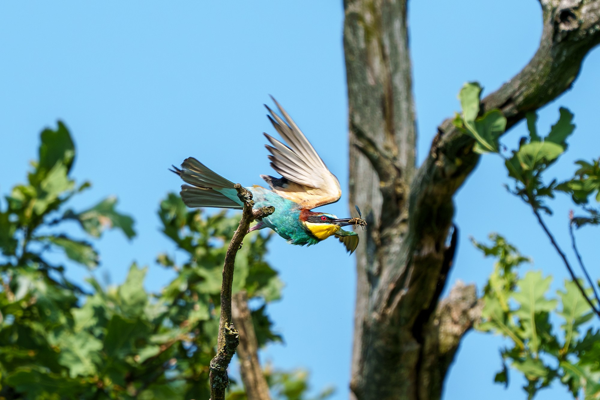 Удивительные мир птиц. Вокруг нас столько прекрасного — присмотритесь!. Ваш личный фотограф Марина Волкова