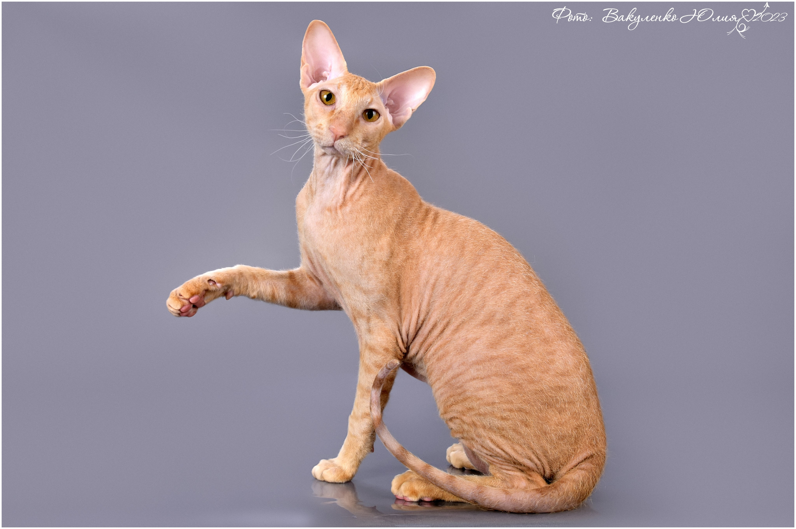 Взрослые. Фотограф анималист | семейный Юлия Вакуленко, г. Краснодар