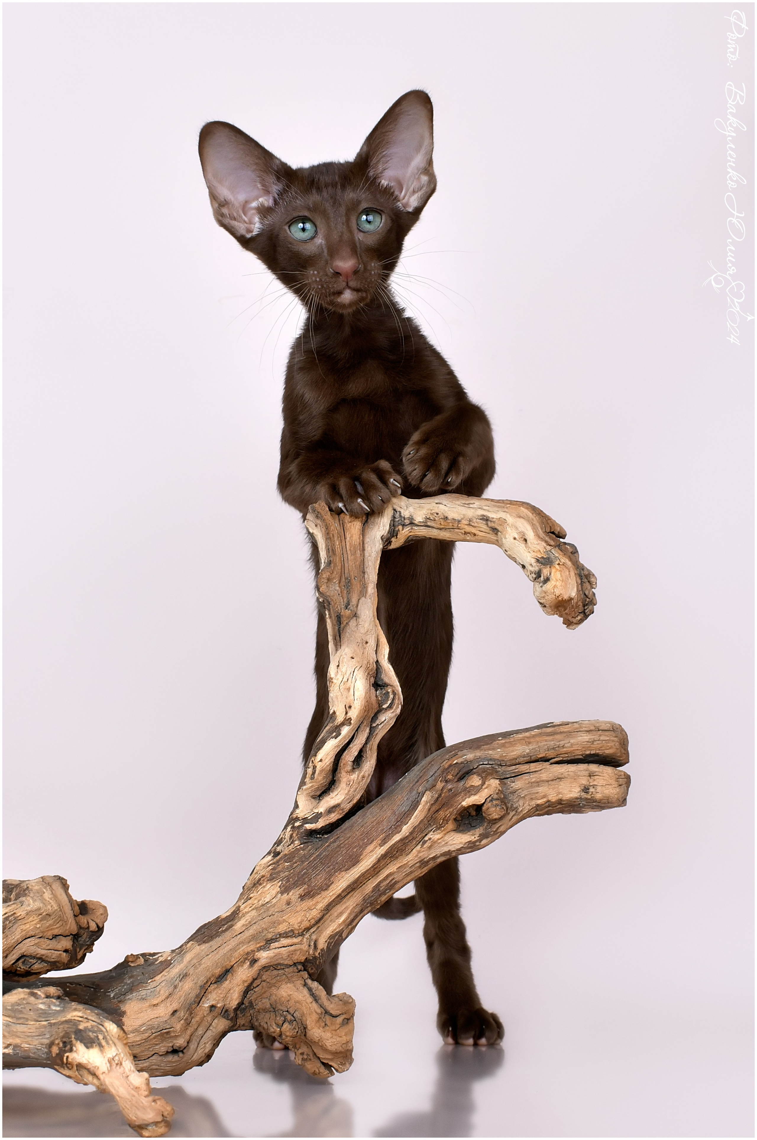 Котята. Фотограф анималист | семейный Юлия Вакуленко, г. Краснодар