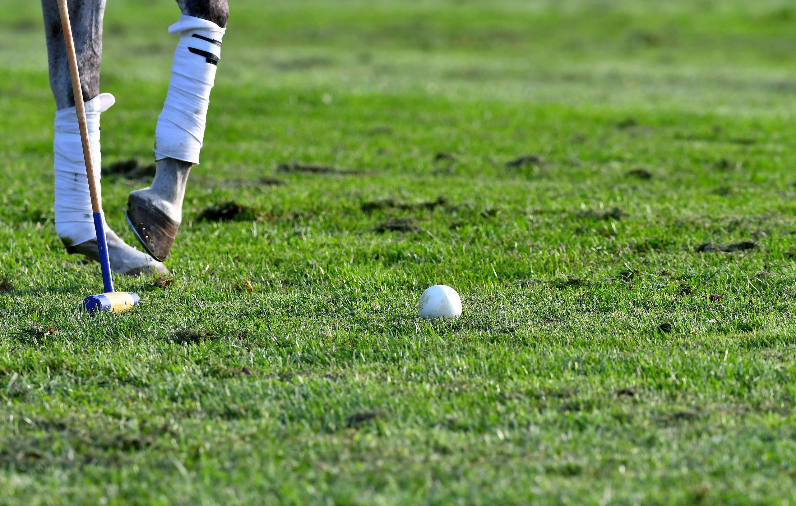 Polo art photos. Art photos of horses — ARTUR BABOEV | Photographer