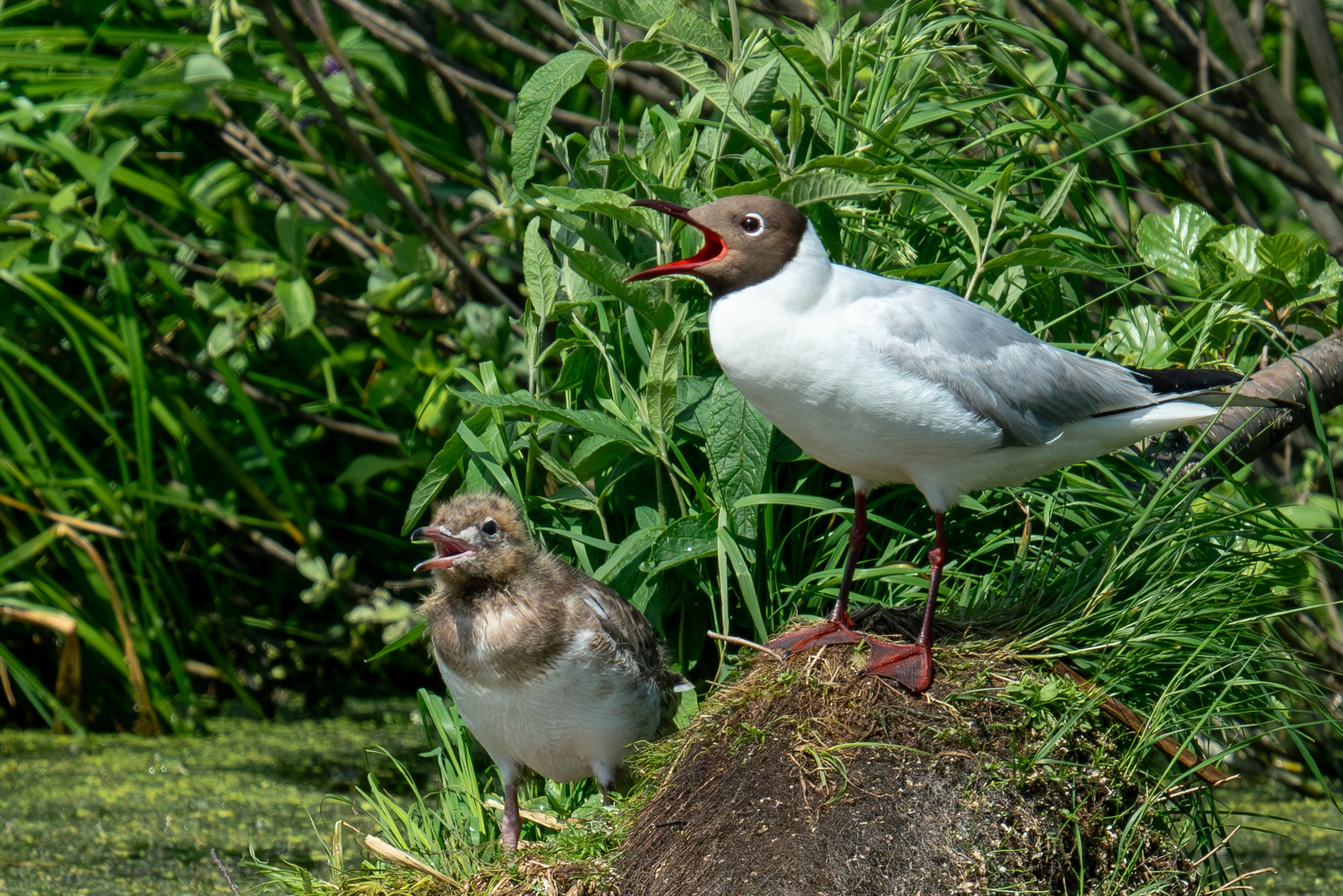 Удивительные мир птиц. Вокруг нас столько прекрасного — присмотритесь!. Ваш личный фотограф Марина Волкова