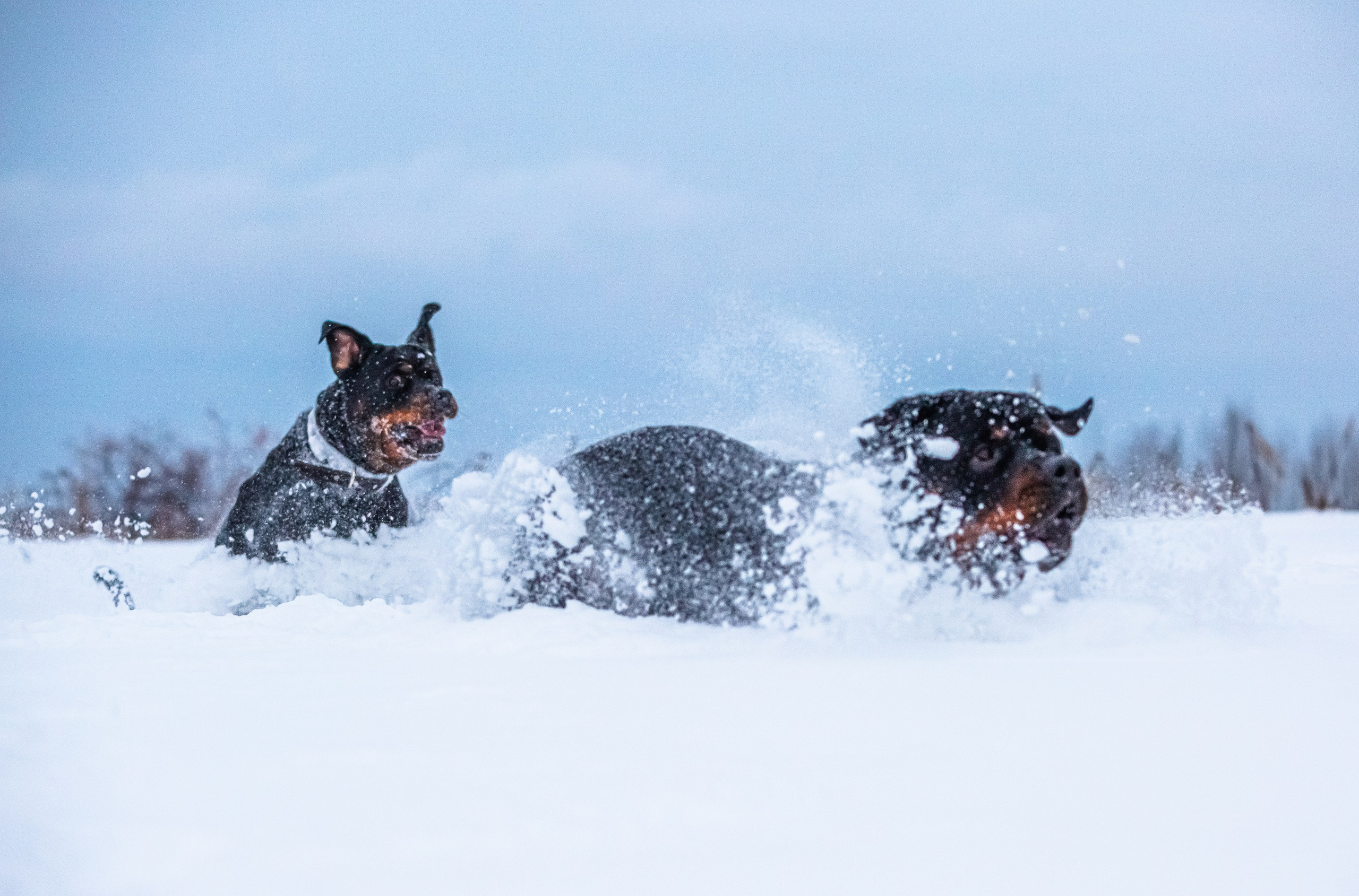 Животные. Авторские туры с профессиональным фотографом