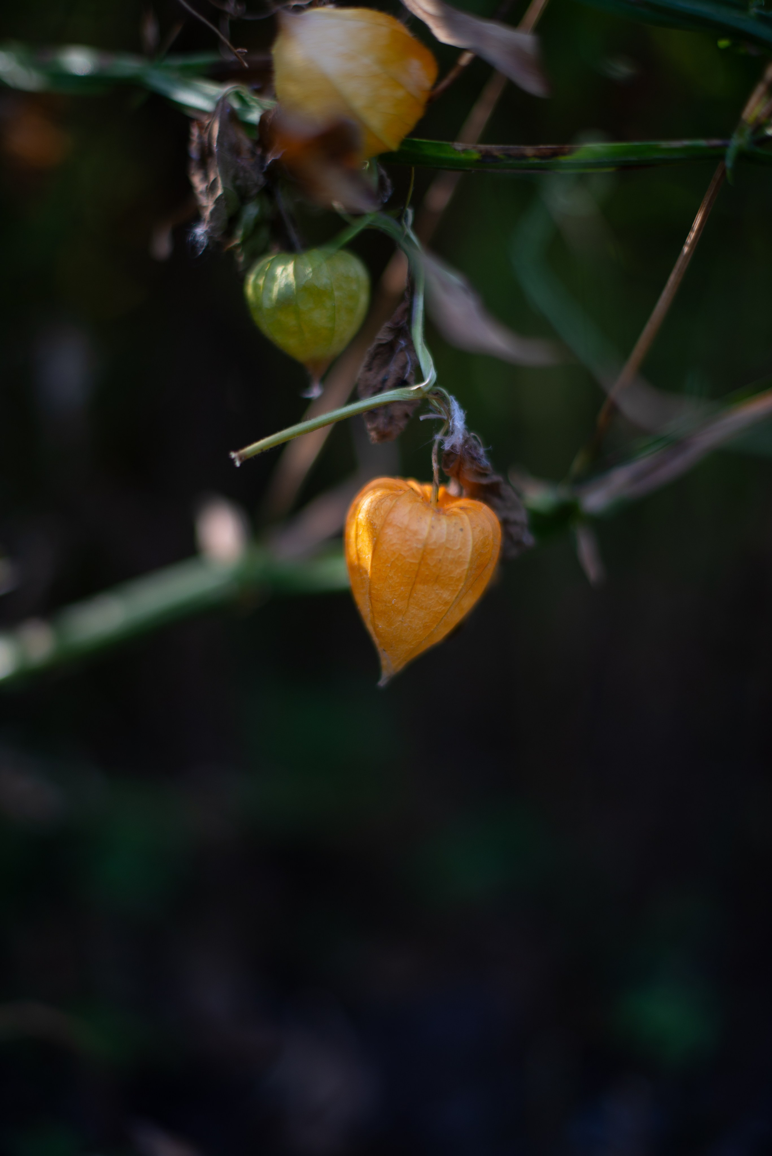 Цветы сада МГУ. Victoria Radjevna Репортажный Фотограф — Видеограф Москва • Санкт-Петербург