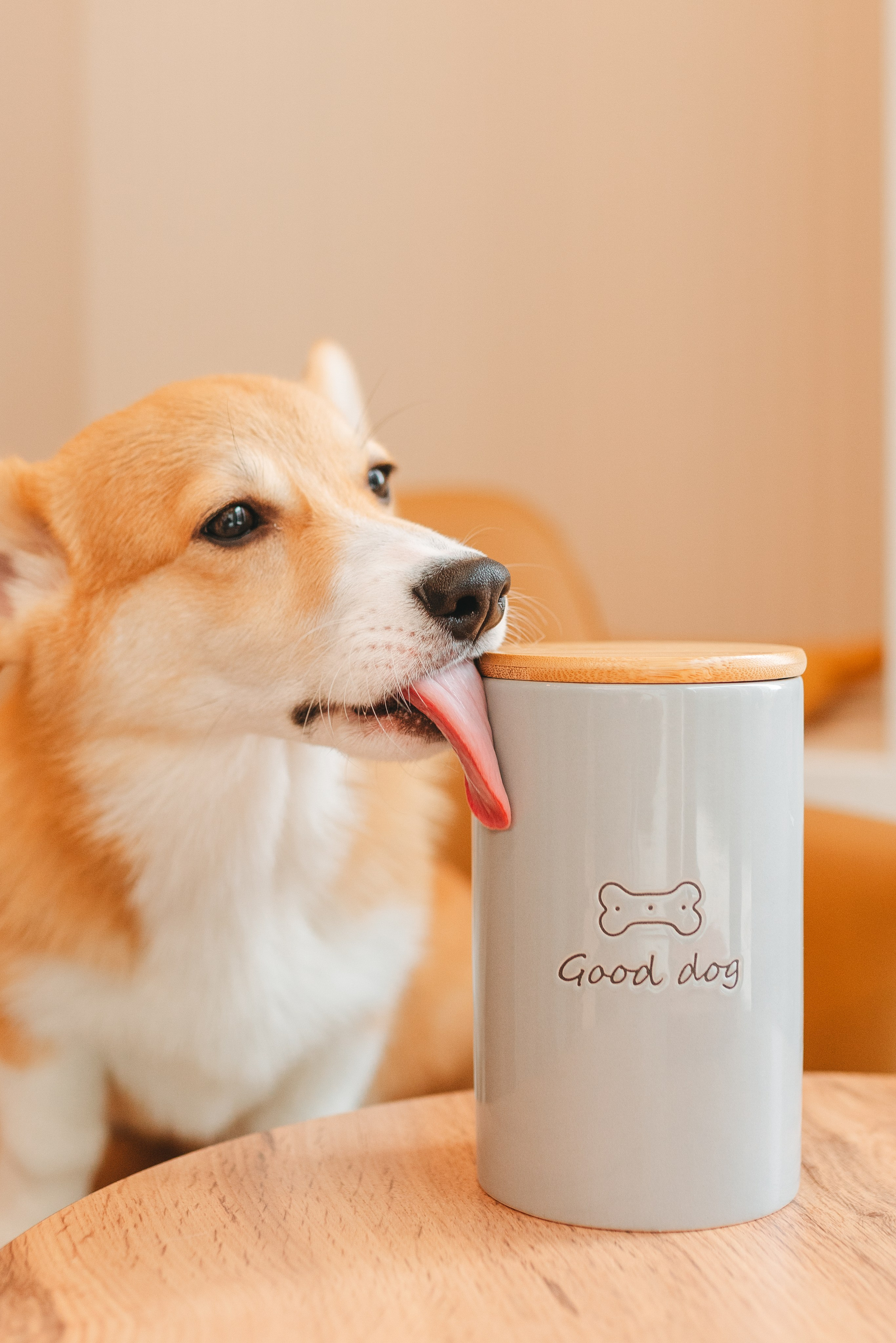 Груминг — салон. Фотограф анималист Осипчикова Мария