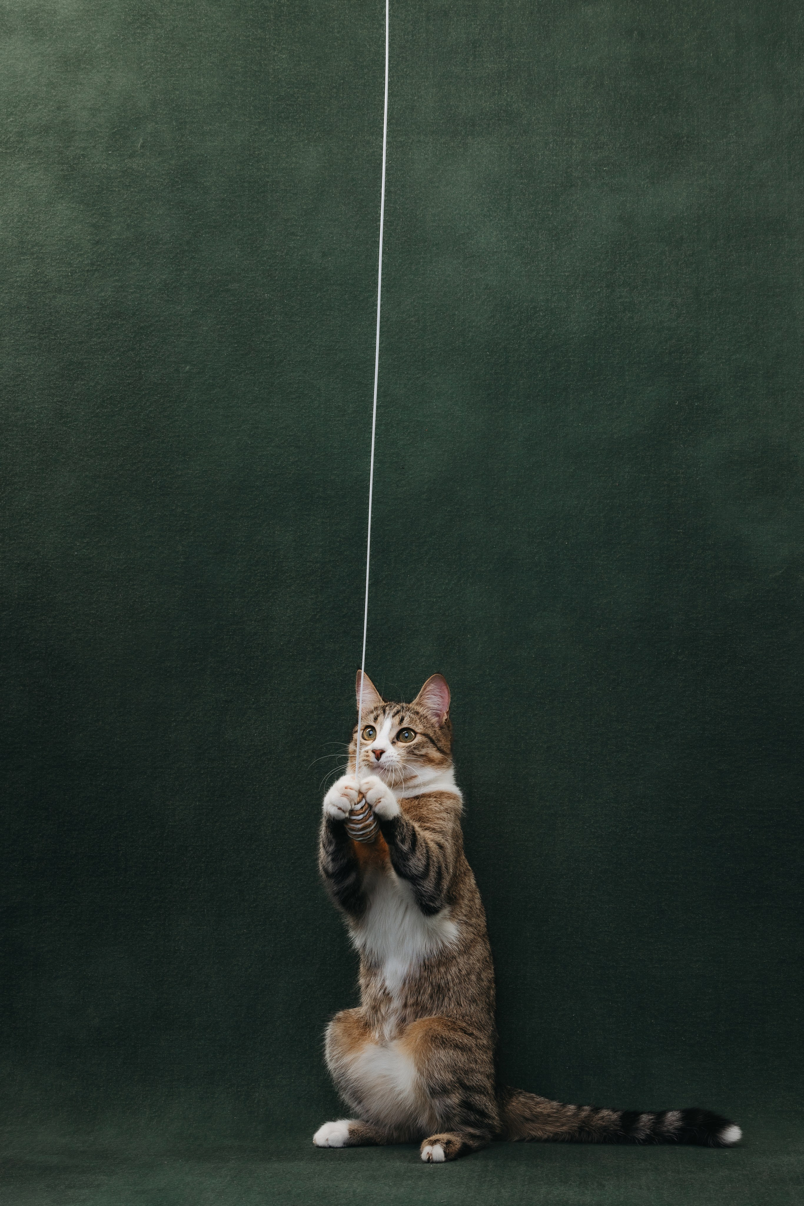 Коты Сет и Квентин. Фотограф анималист Осипчикова Мария