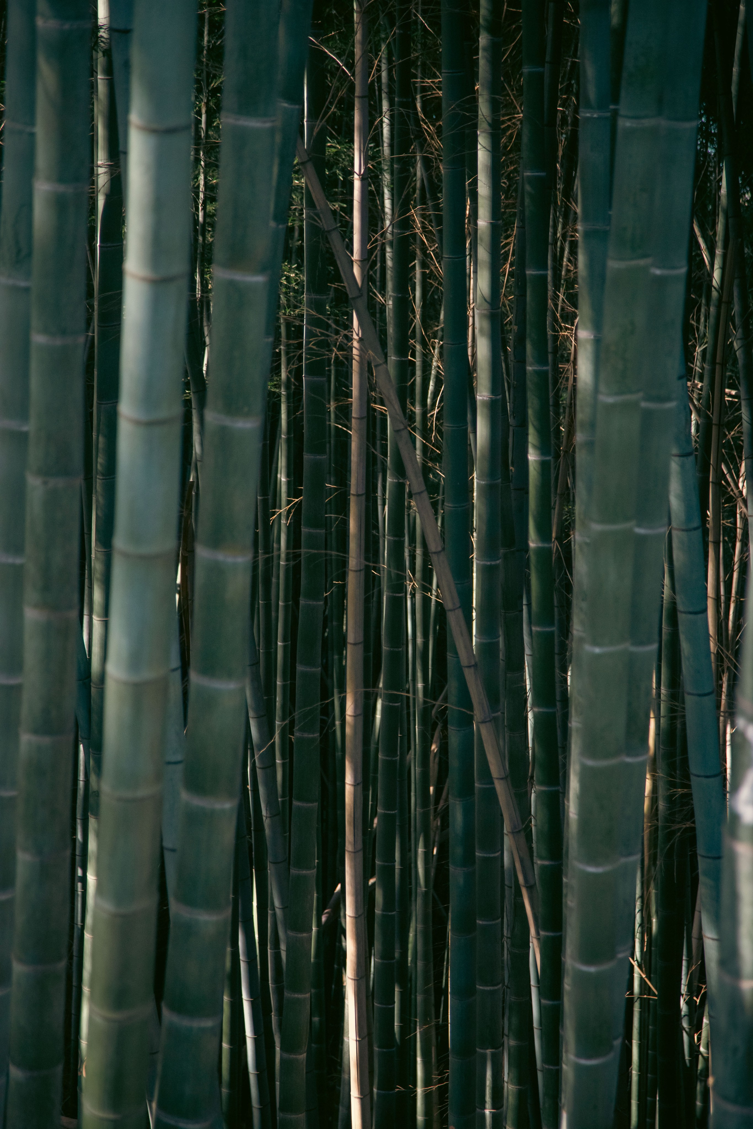 Batumi. Dmitriy [KCCC] is a pretty cool photographer