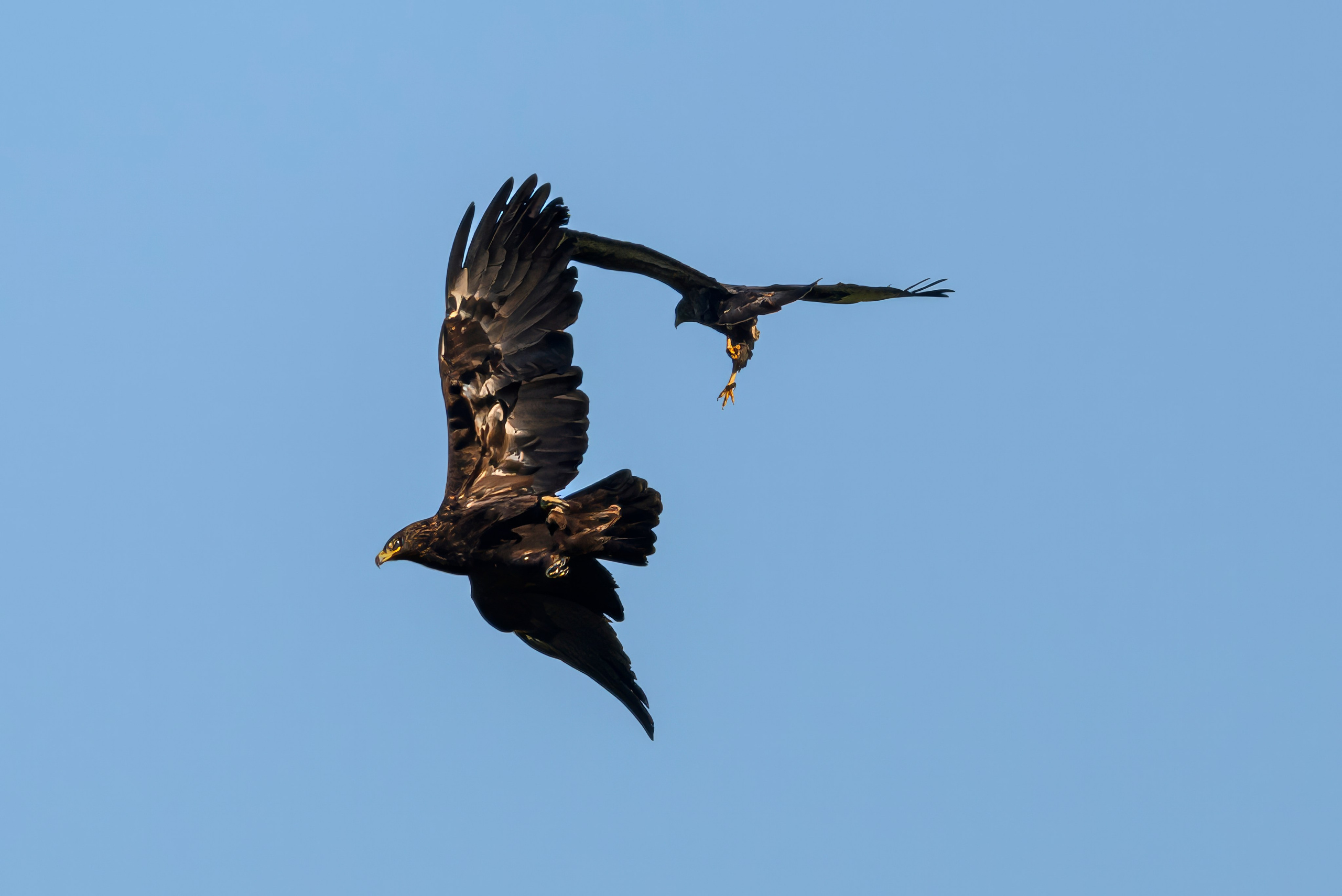 Журавлей спугнули. The cranes were scared away. Фотограф Сергей Пупонин