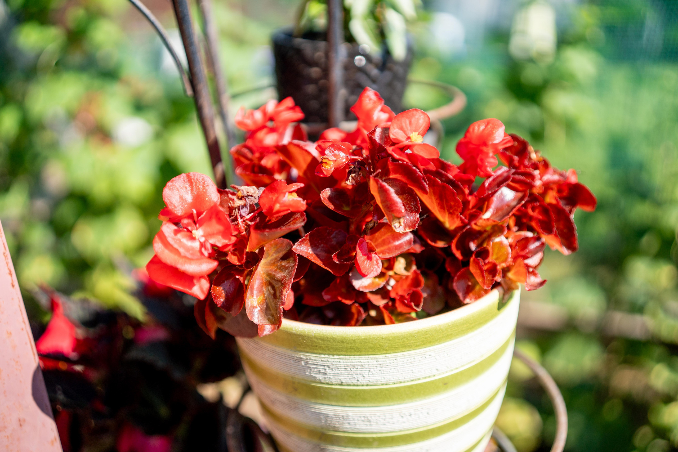 Два раза в день. Румия