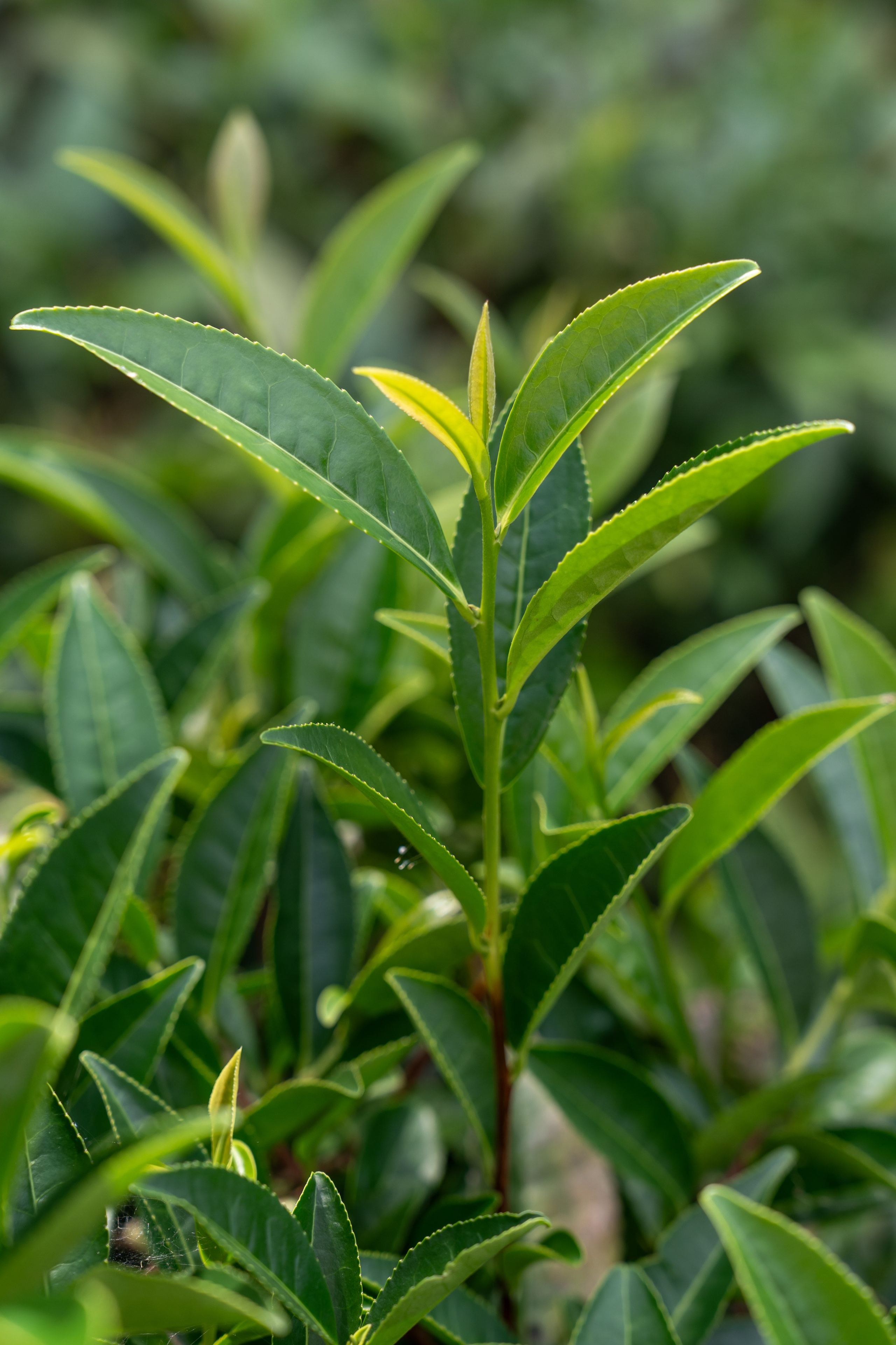 Яндекс.Еда — Сочинский чай. Репортажный фотограф в Красной Поляне и Сочи Павлюченко Екатерина
