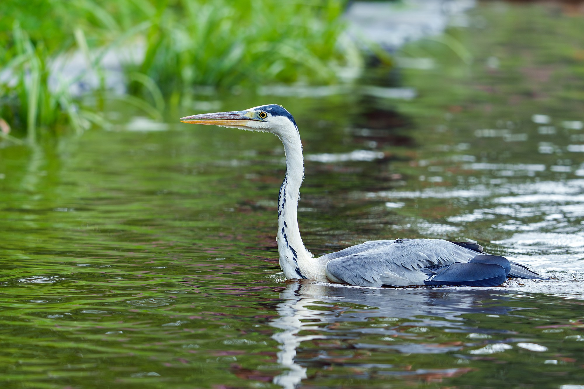 Удивительные мир птиц. Вокруг нас столько прекрасного — присмотритесь!. Ваш личный фотограф Марина Волкова