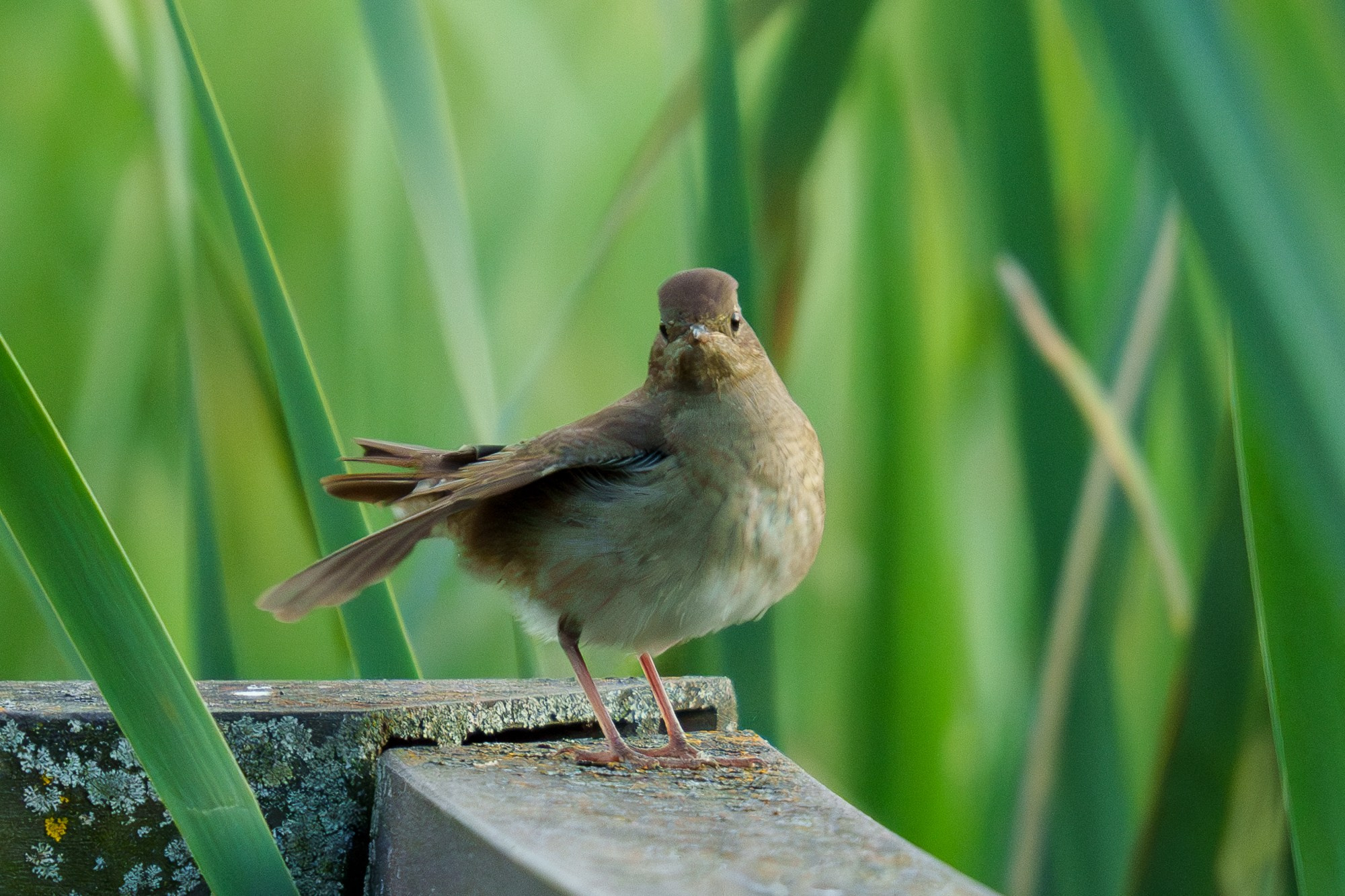 Удивительные мир птиц. Вокруг нас столько прекрасного — присмотритесь!. Ваш личный фотограф Марина Волкова