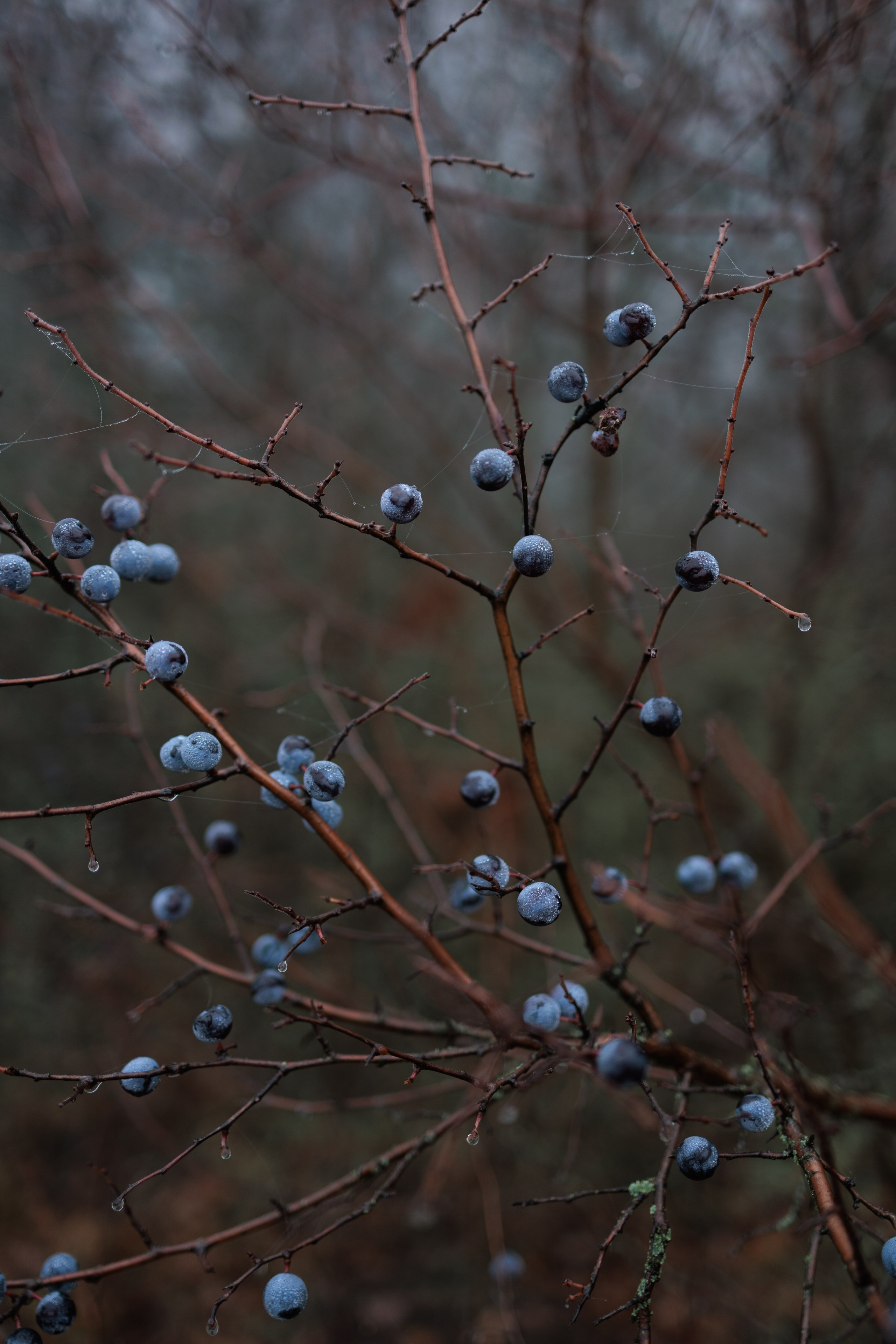 В туманном лесу. Семейный фотограф в Белгороде