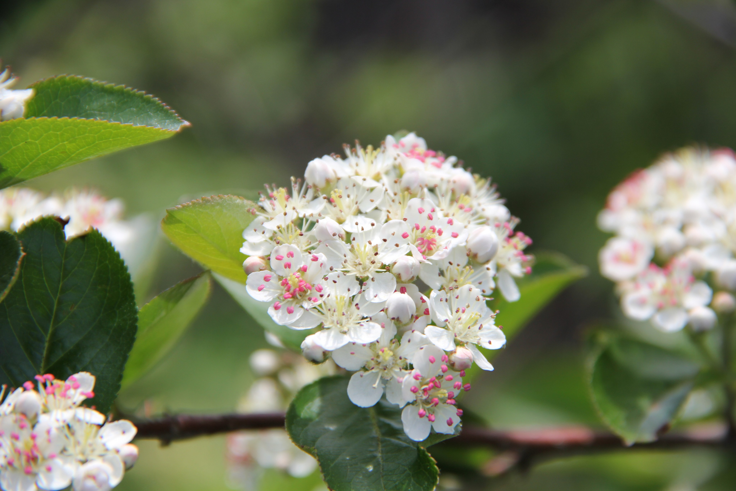 Весна. Ваш фотограф Северск | Томск