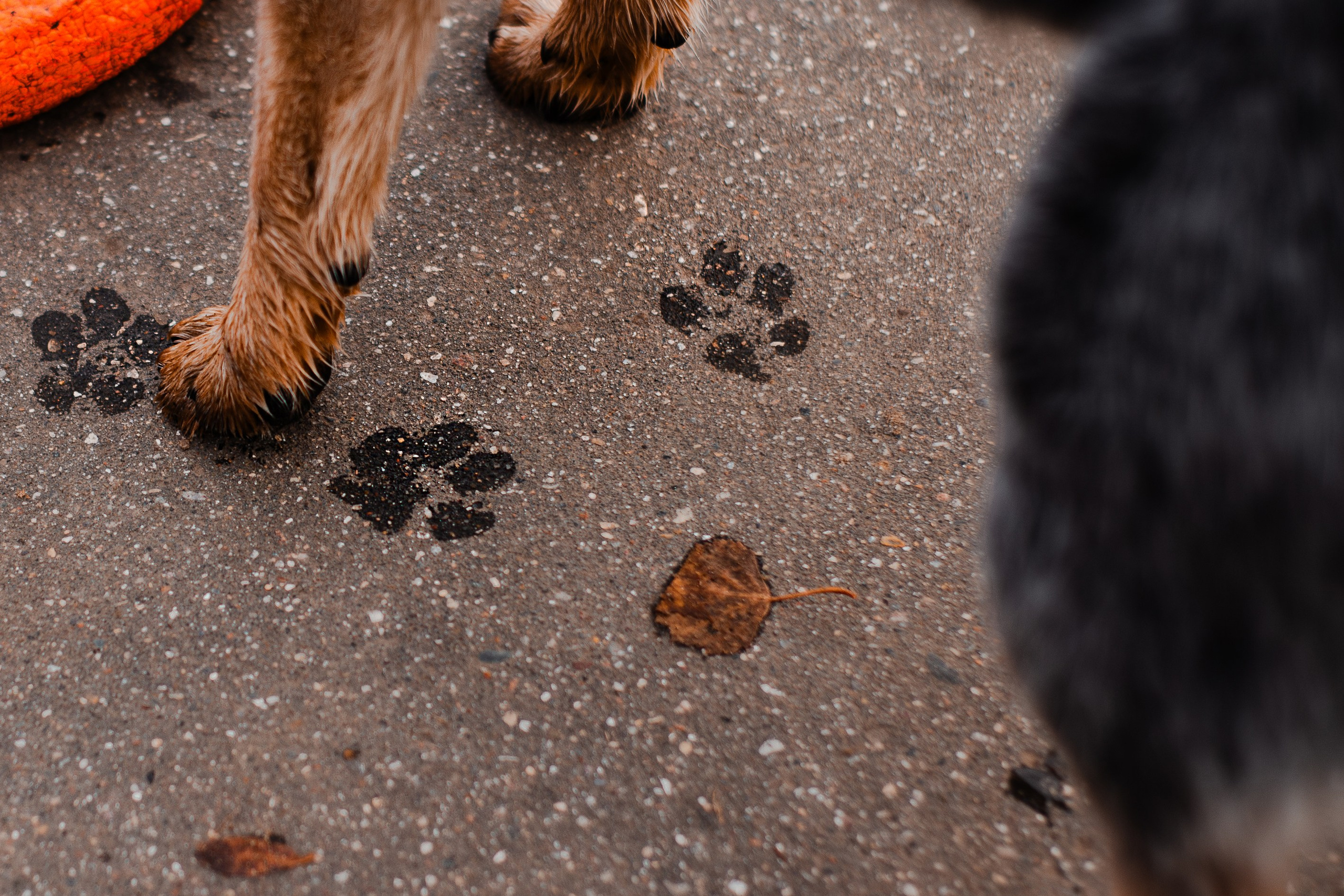 Юля, Антон и Лу. Фотограф-анималист Мария Баркевич | Москва