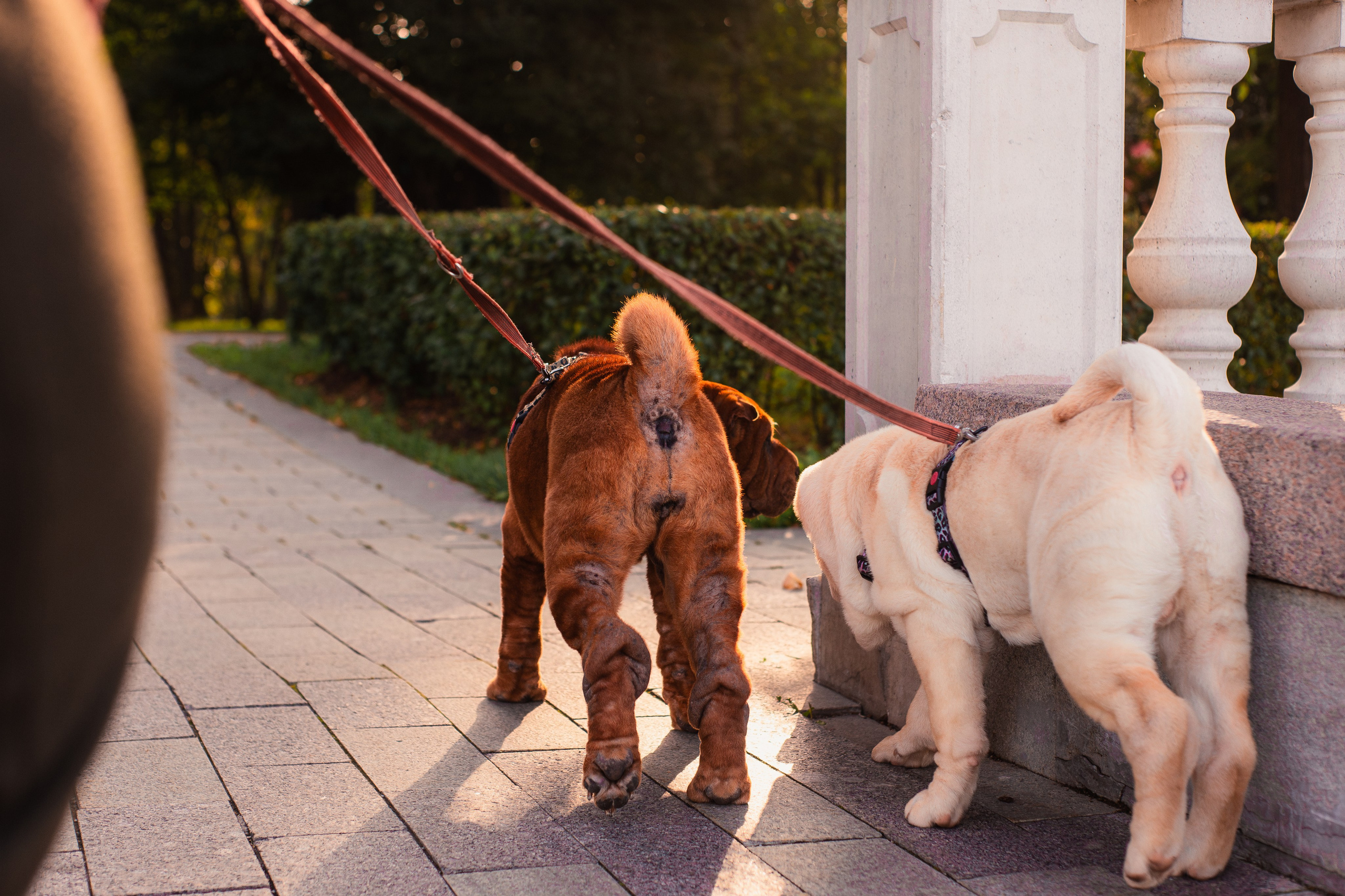 Алёна, Лагерта и Зефир. Фотограф-анималист Мария Баркевич | Москва