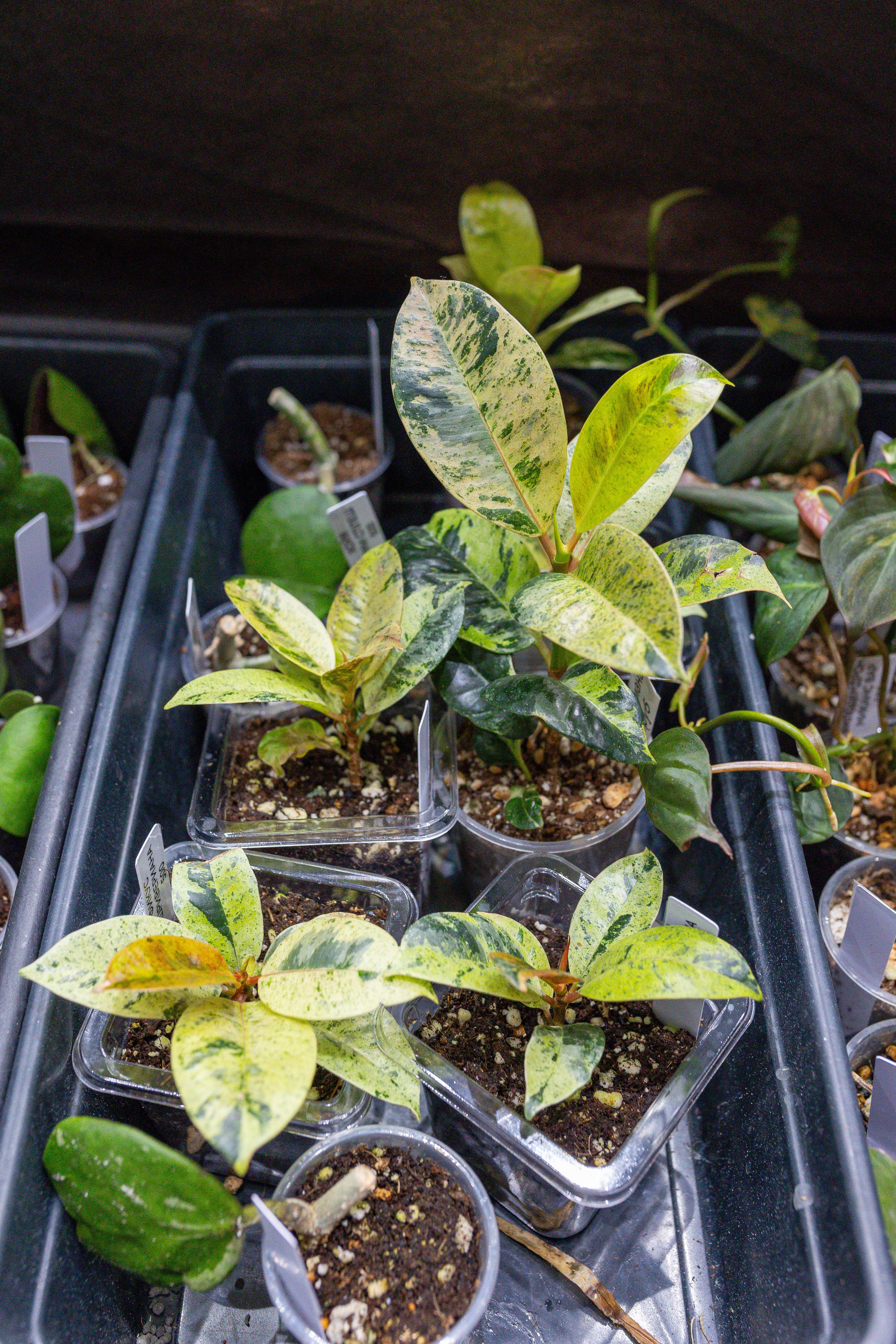 Монстериум 11–12 октября. Александра Куликова фотограф, Москва