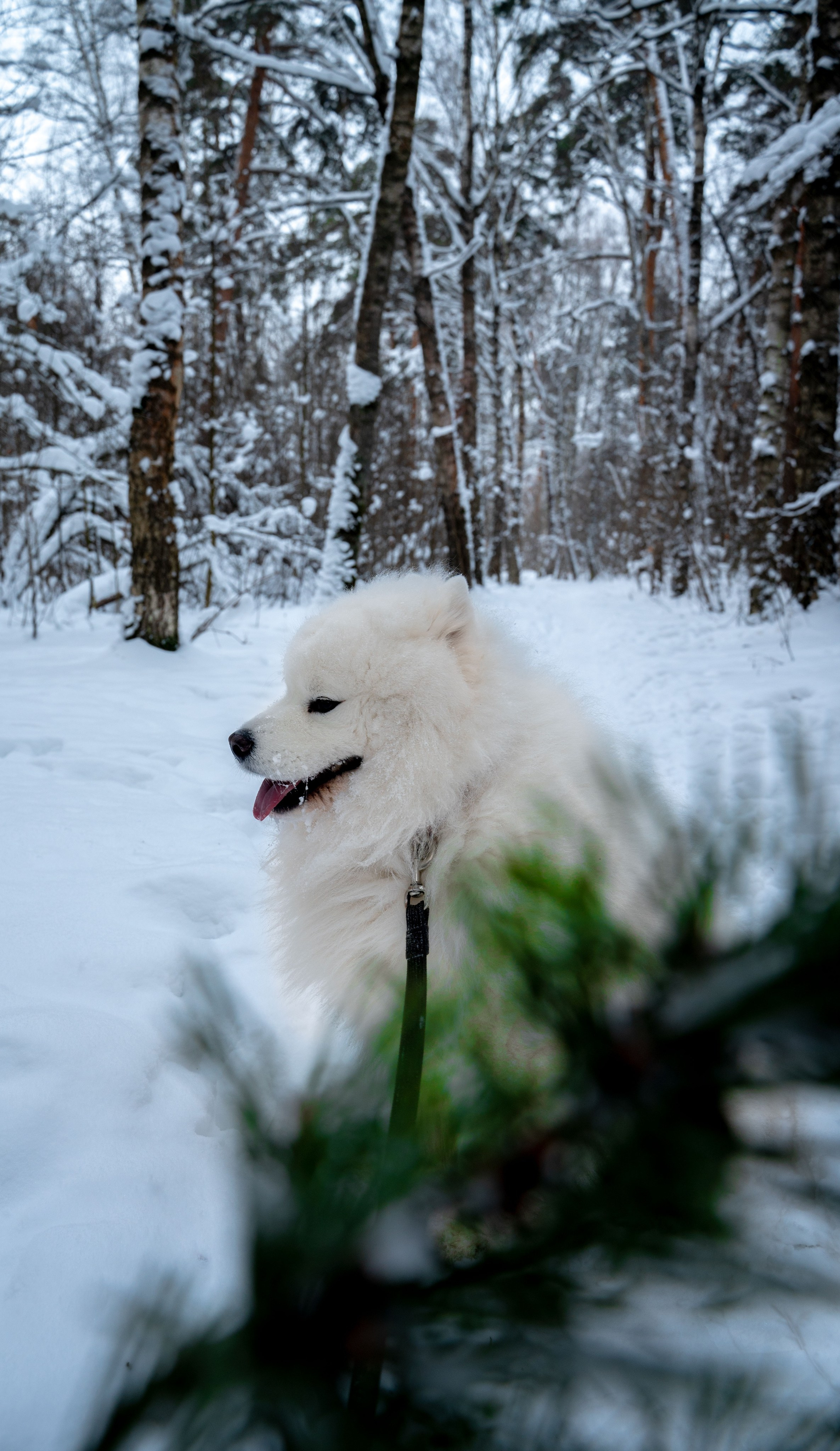 Прогулка с собакой. Зима, лес, Москва. Vadim Nevenglovskii Фотограф в разных жанрах