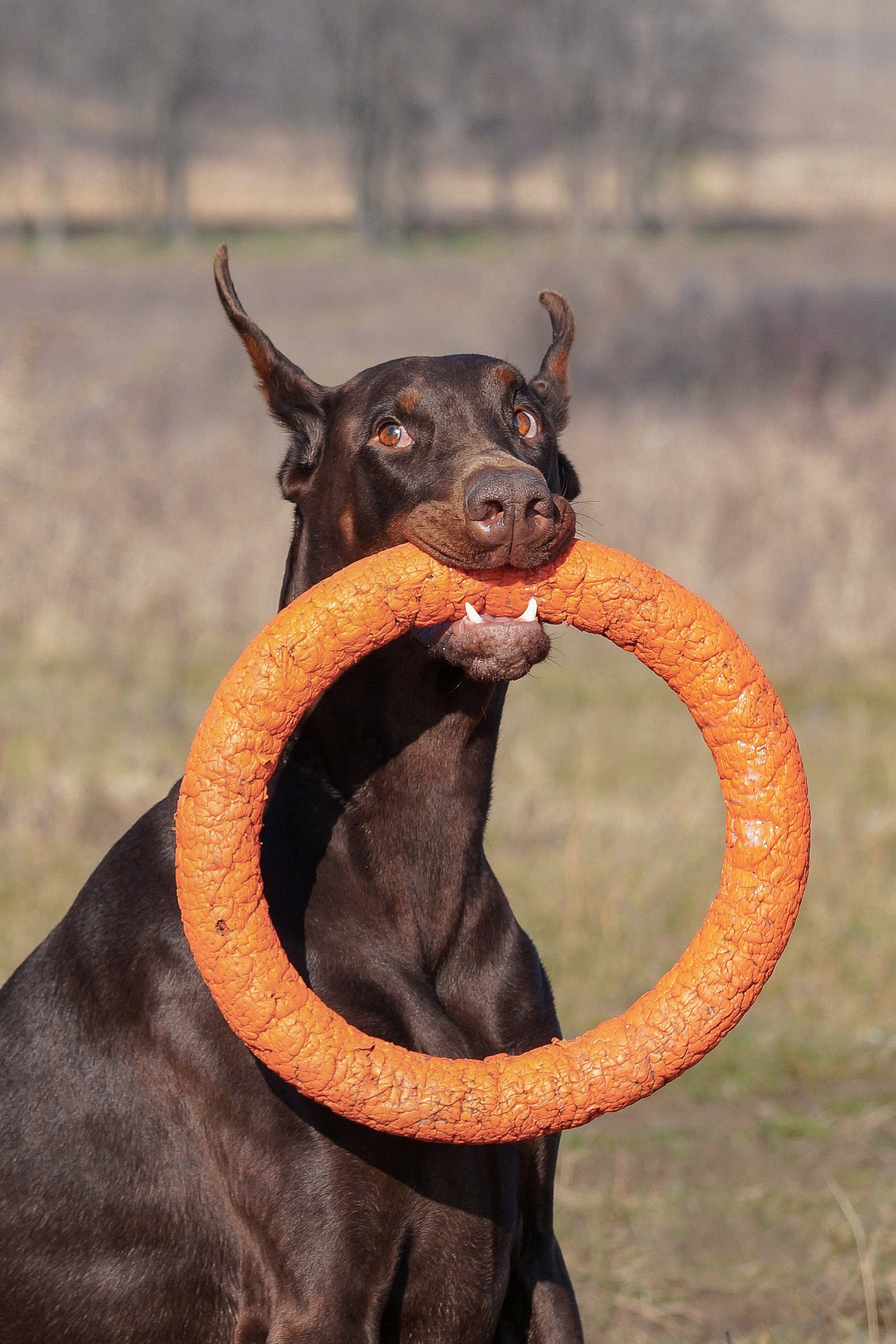 Фотопрогулки. Фотограф анималист в Ростове I Гончарова Анна
