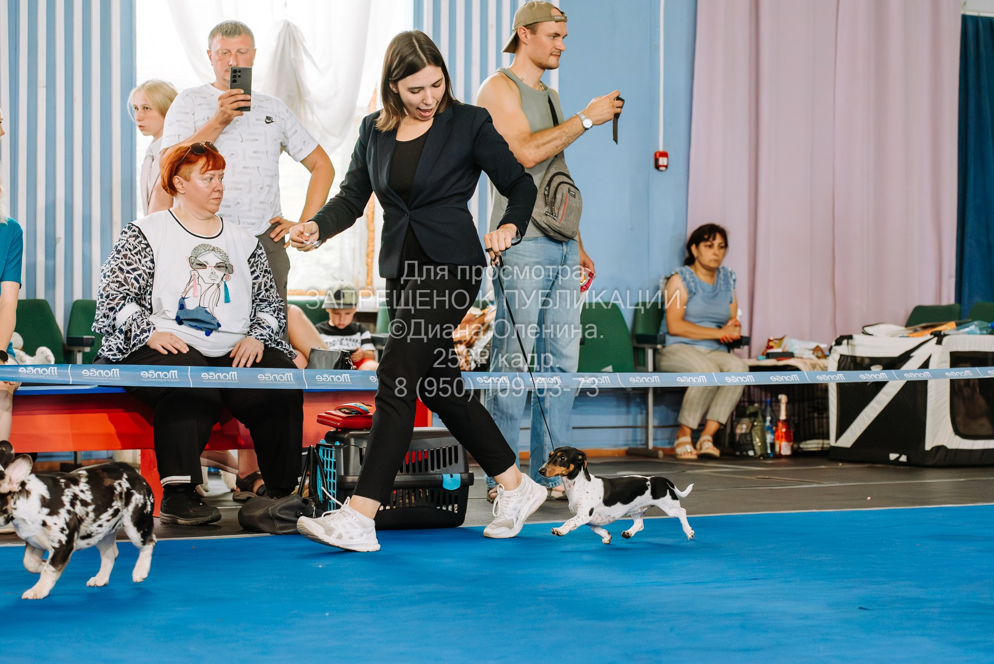 Национальная выставка собак всех пород ранга САС-IKU «Кубок Красноярск. Фотограф Диана Оленина Красноярск / Братск