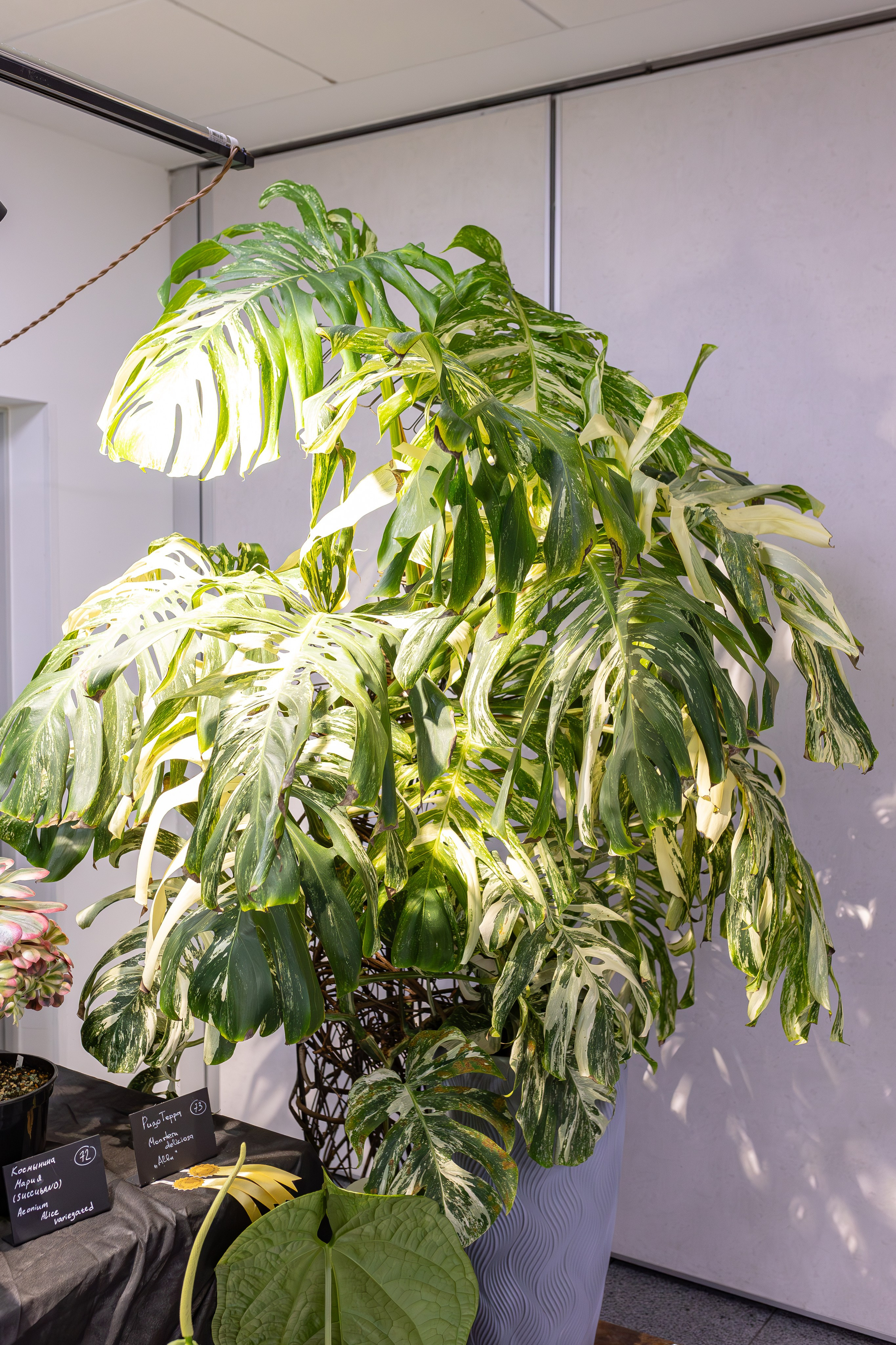 Монстериум 11–12 октября. Александра Куликова фотограф, Москва