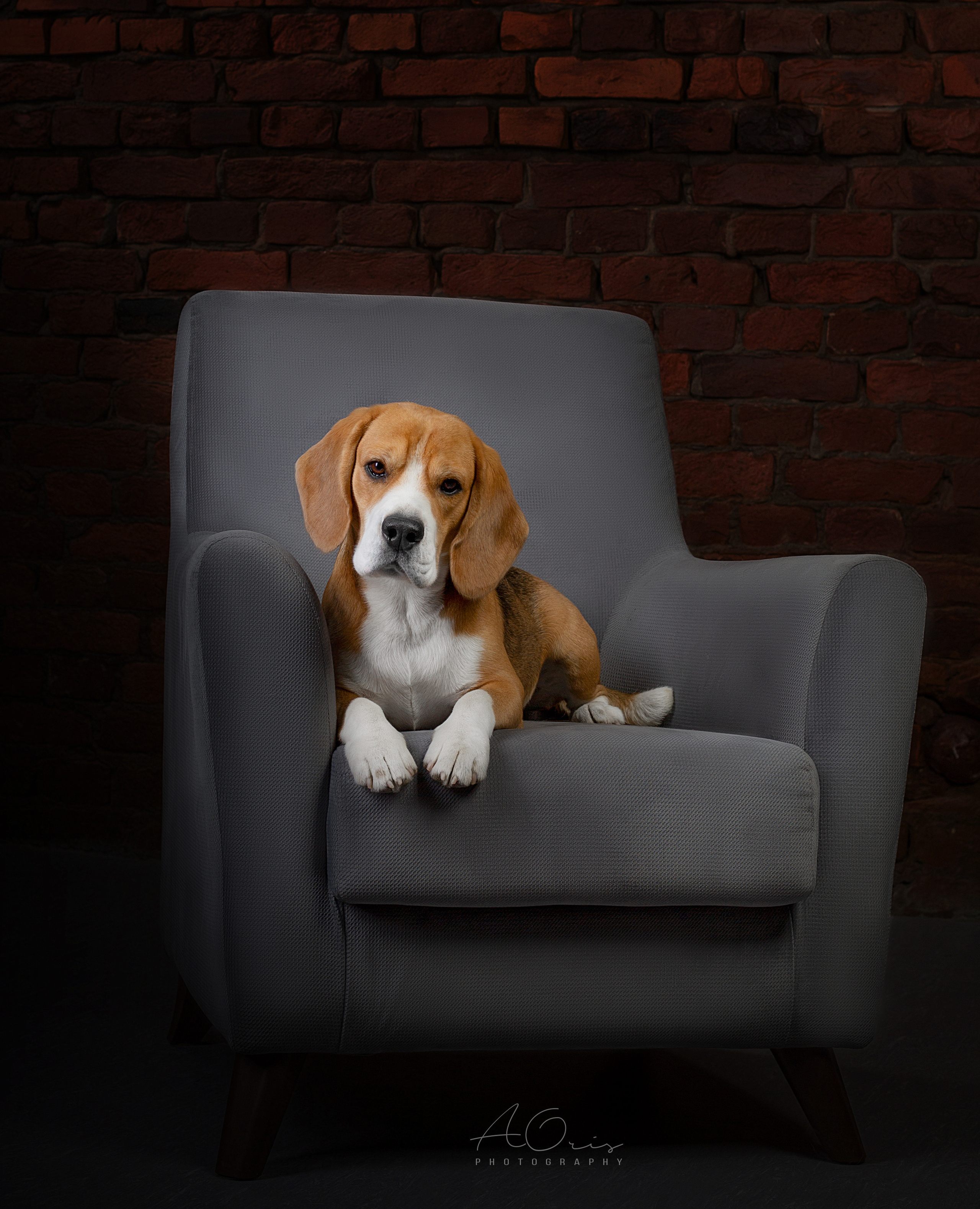 Художественная съёмка. Фотограф — анималист в Санкт — Петербурге Анна Орис